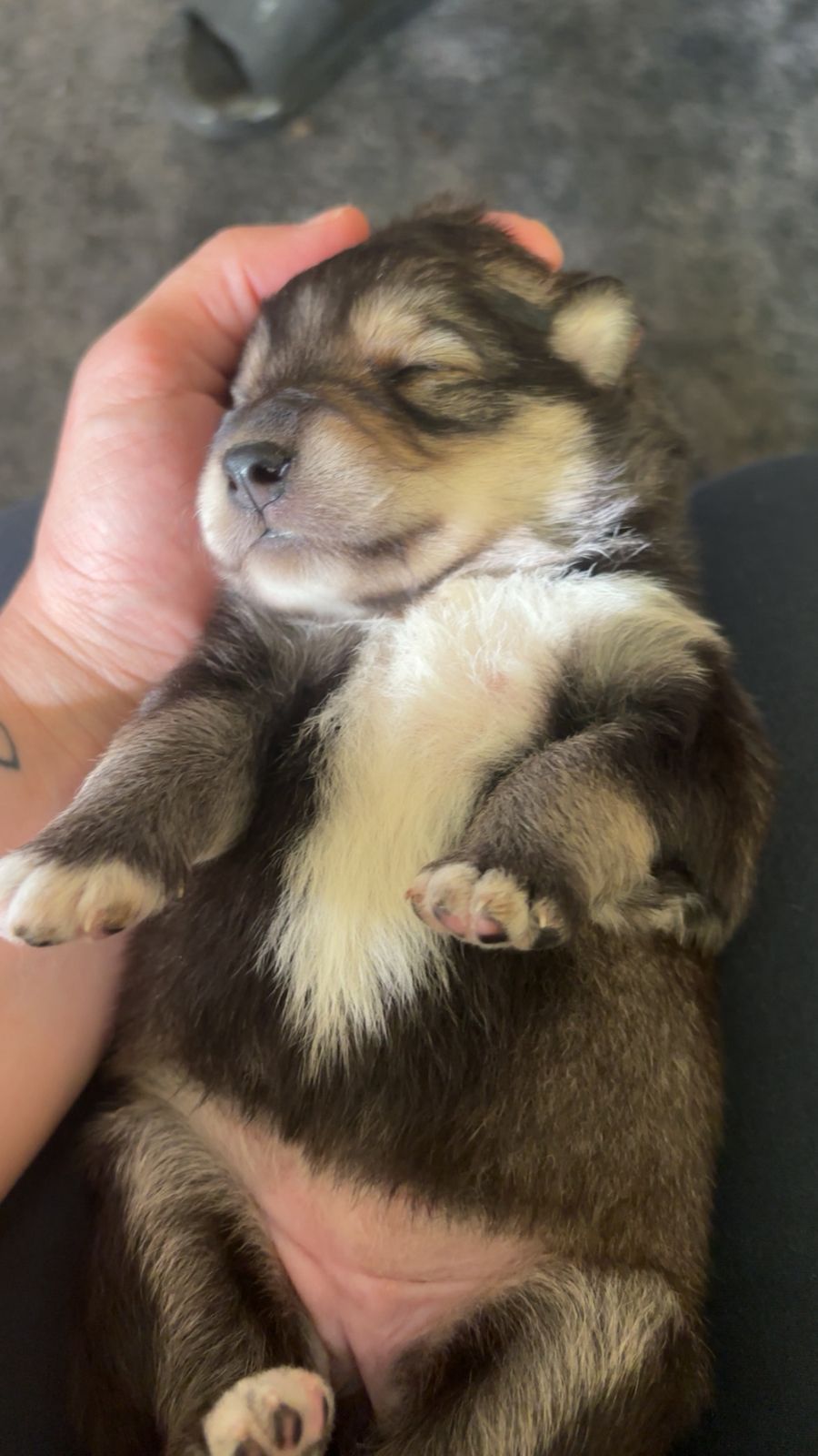 Finsk lapphund