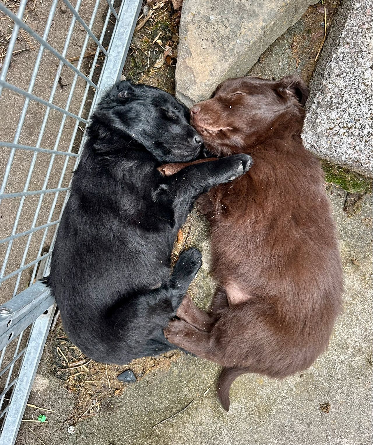 Flat coated retriever