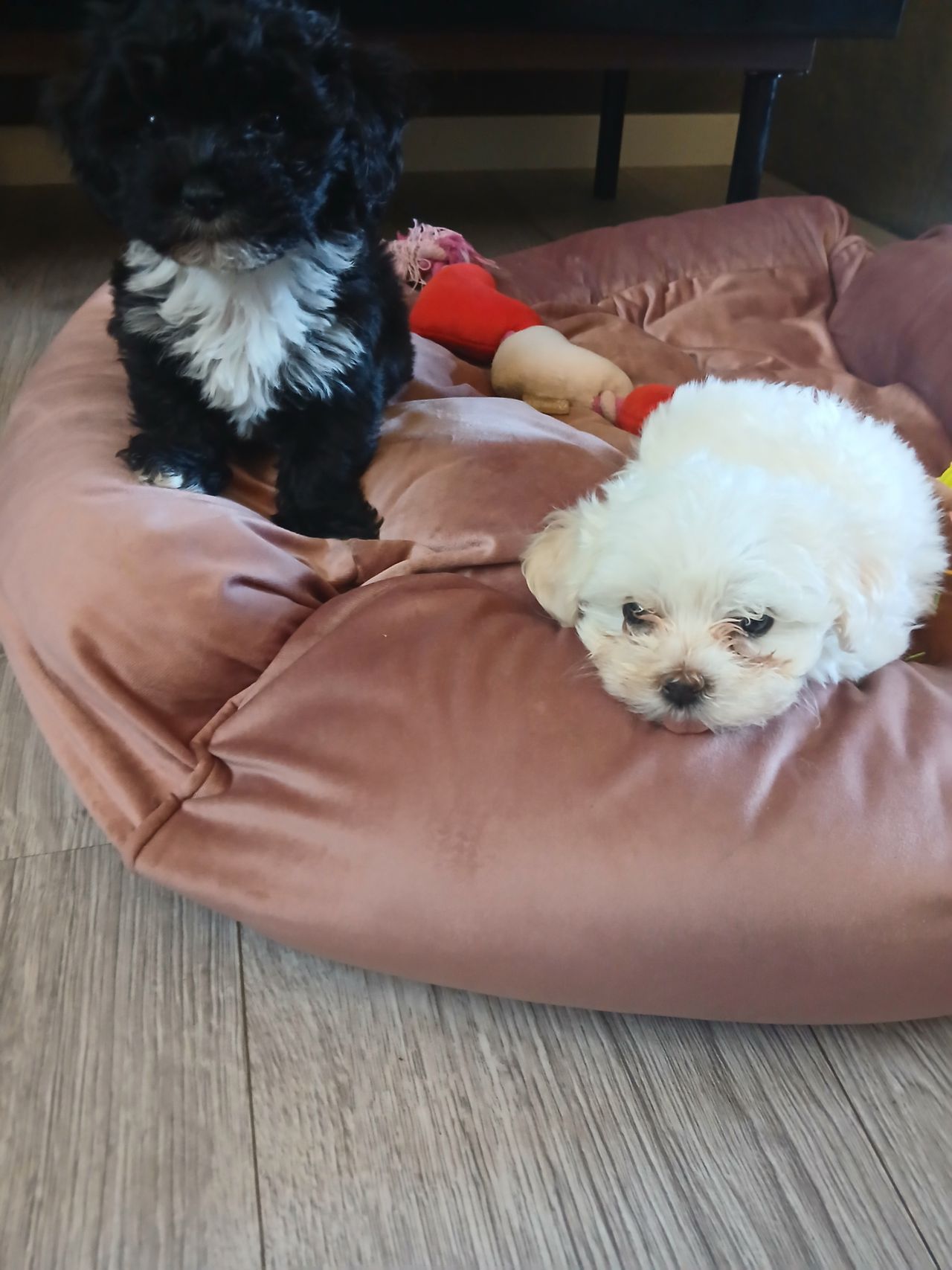 Bichon havanais