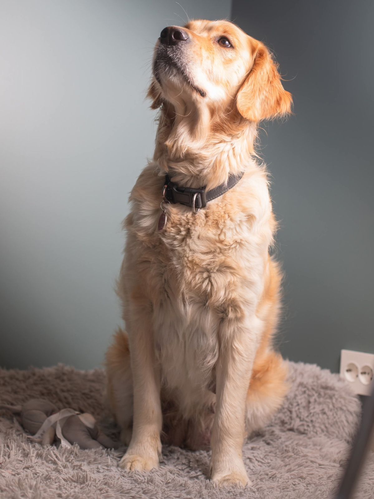 Golden retriever