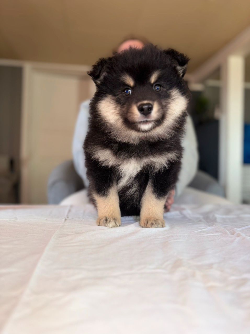 Finsk lapphund