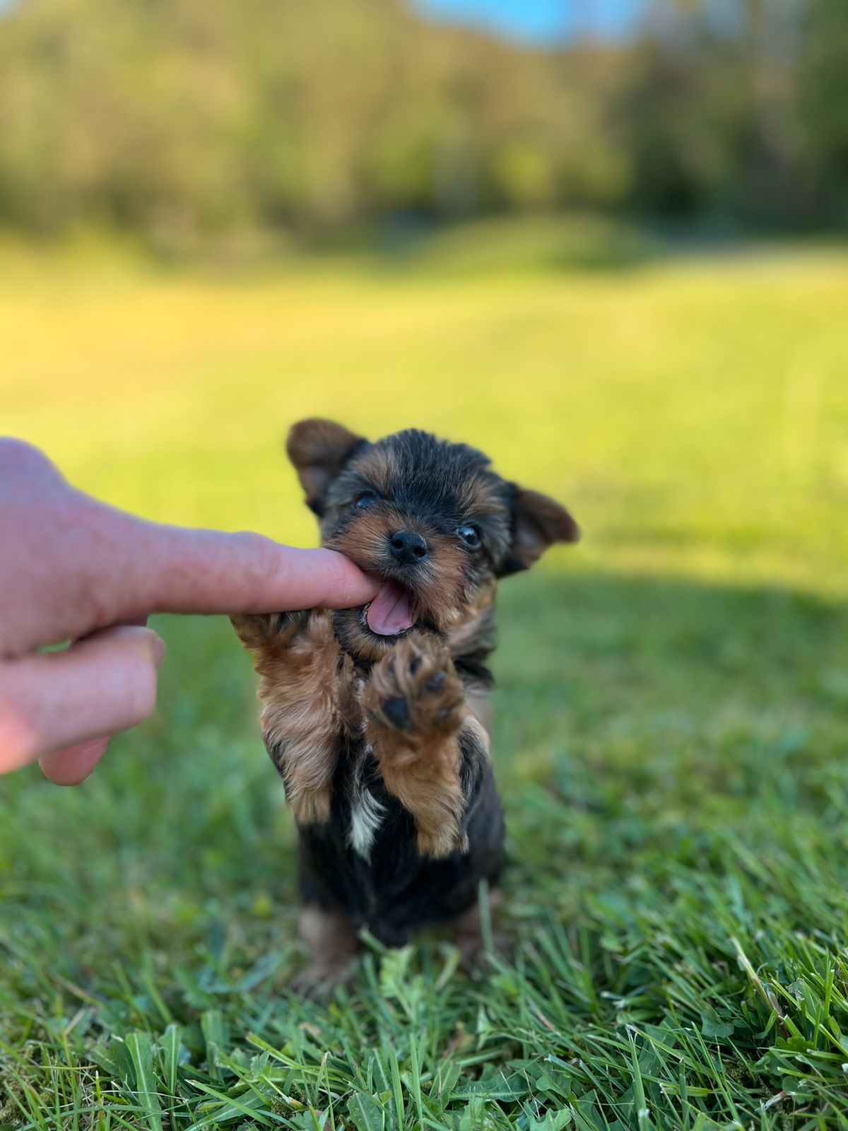 Yorkshire terrier