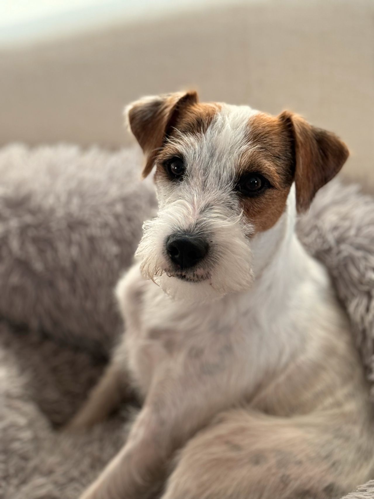 Parson russell terrier