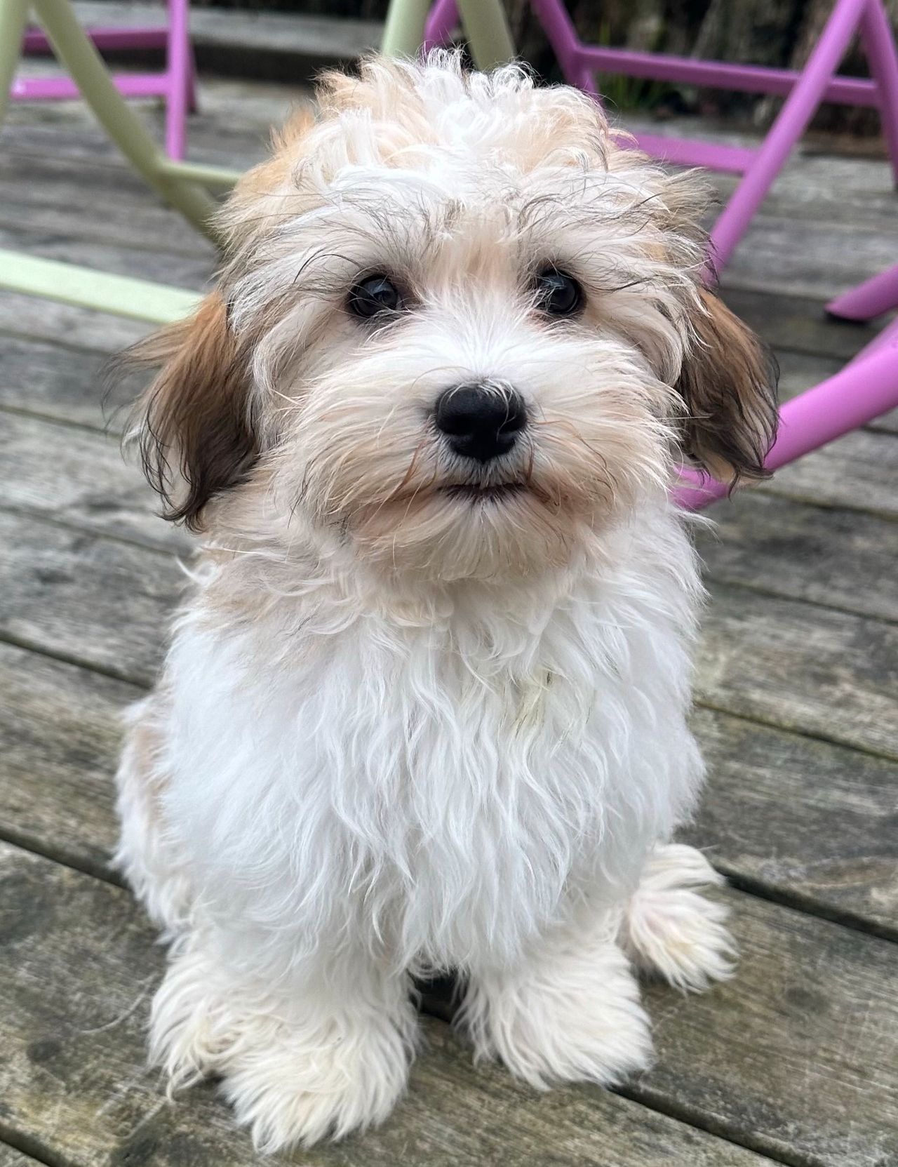 Bichon havanais