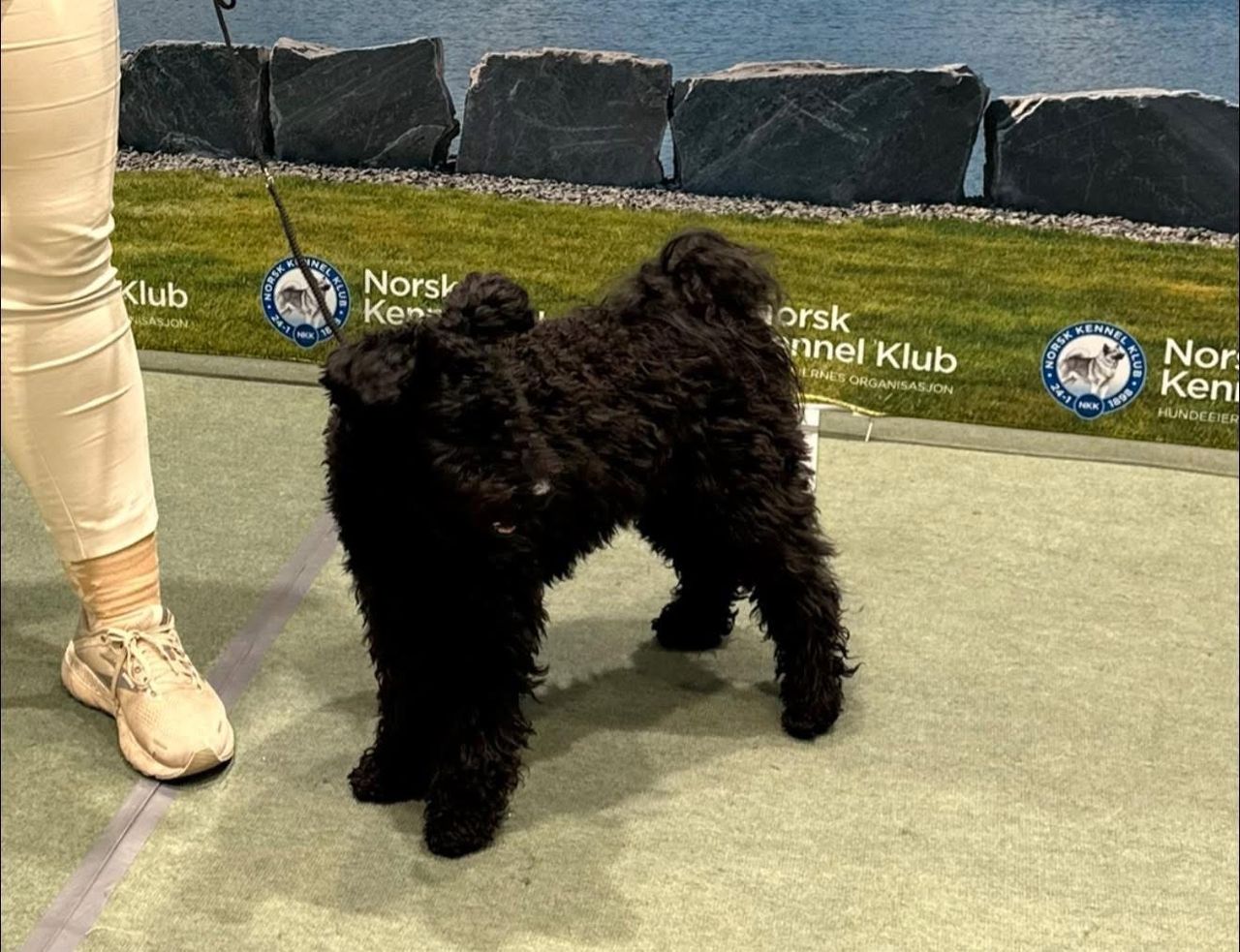 Pumi