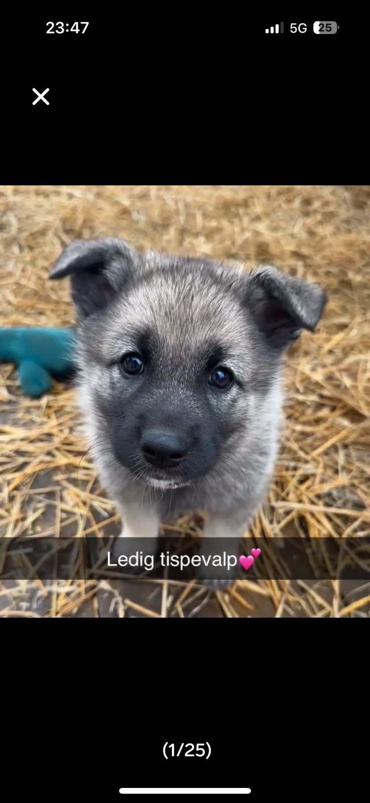 Norsk elghund grå