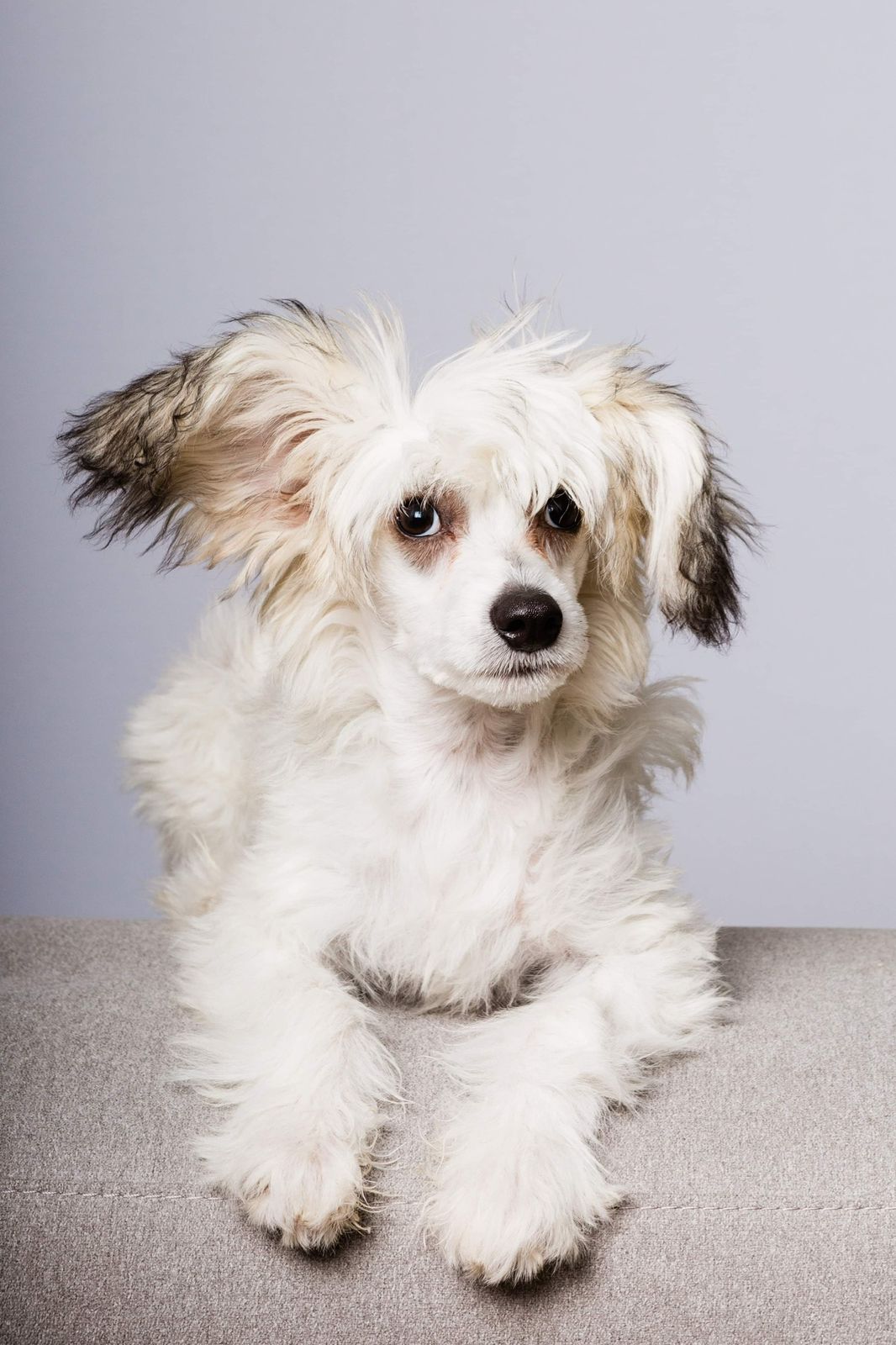 Chinese crested powderpuff
