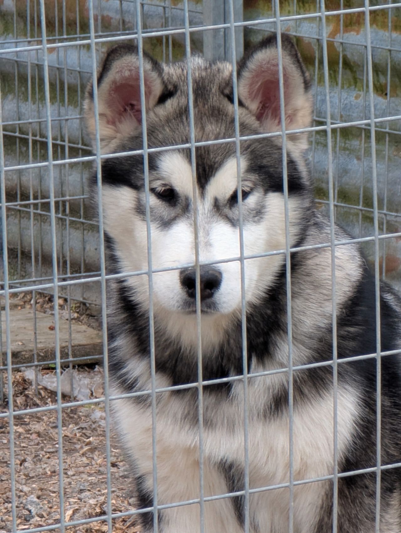 Alaskan malamute
