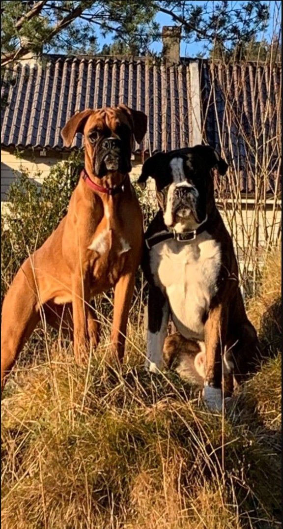 Boxer