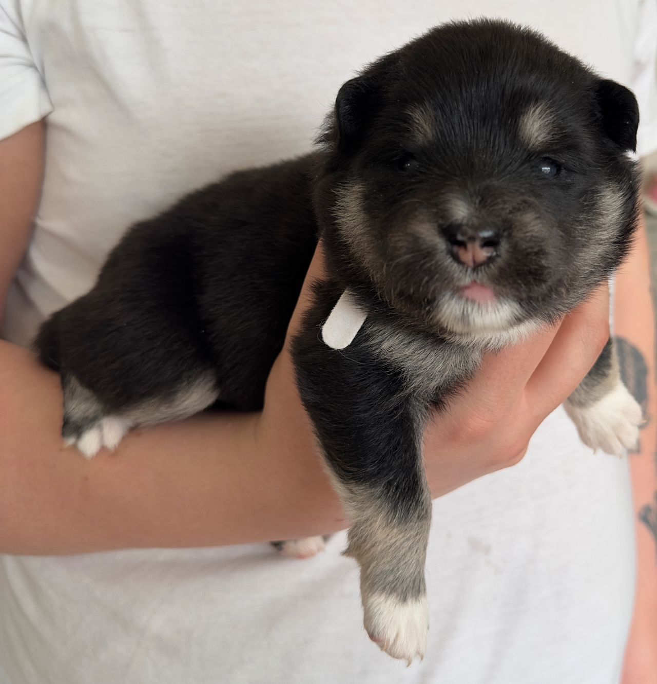 Finsk lapphund
