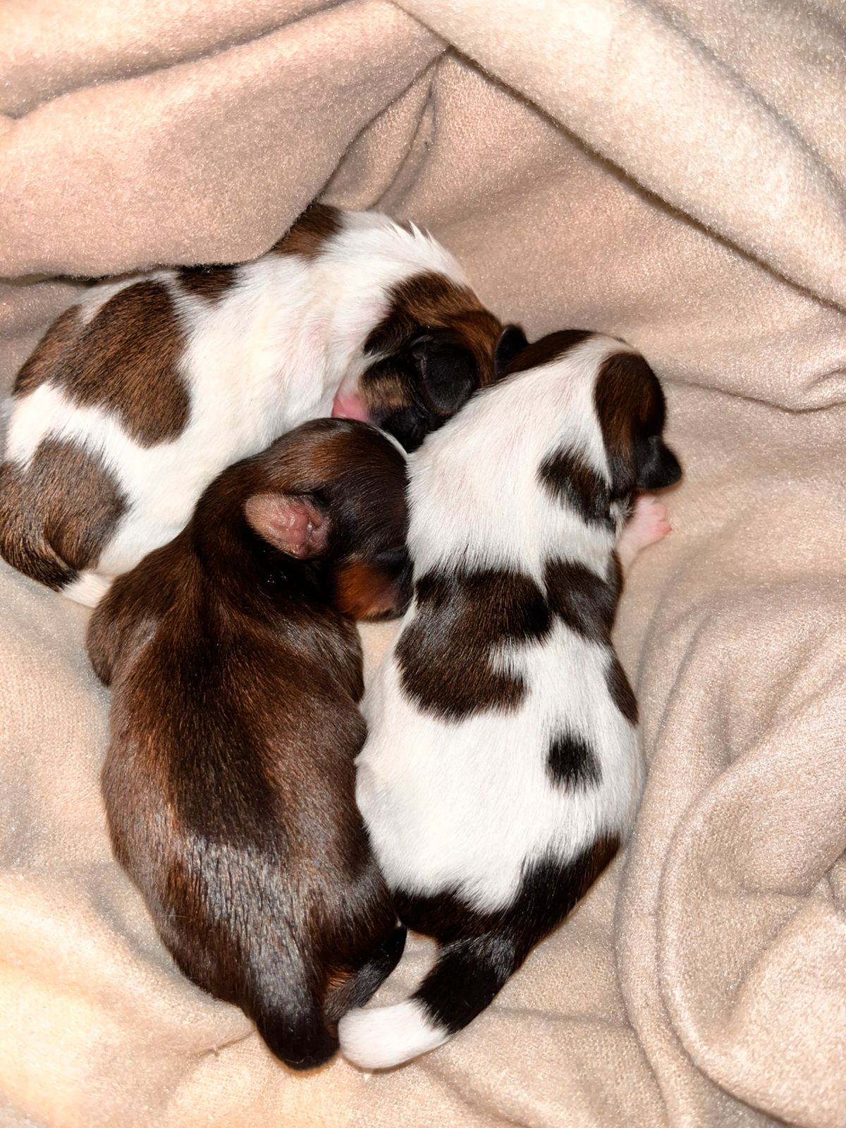 Shih tzu