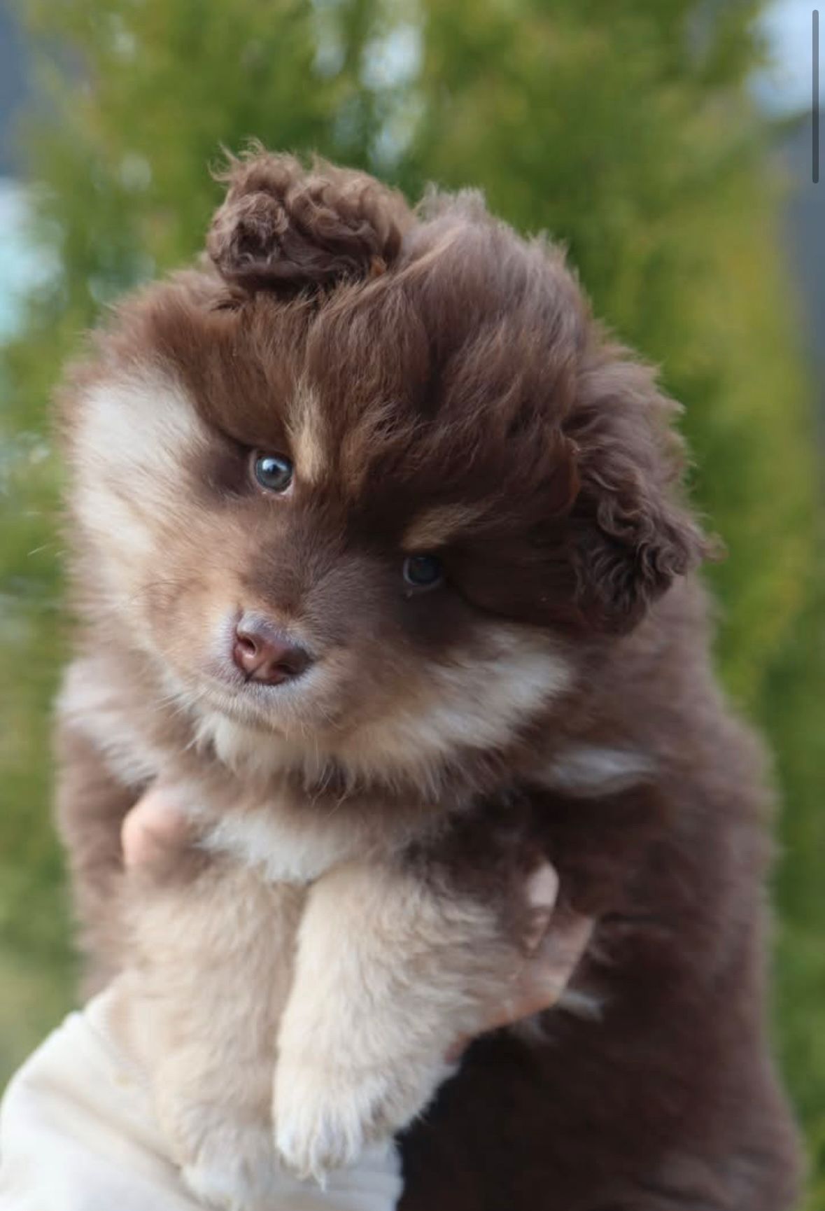 Finsk lapphund