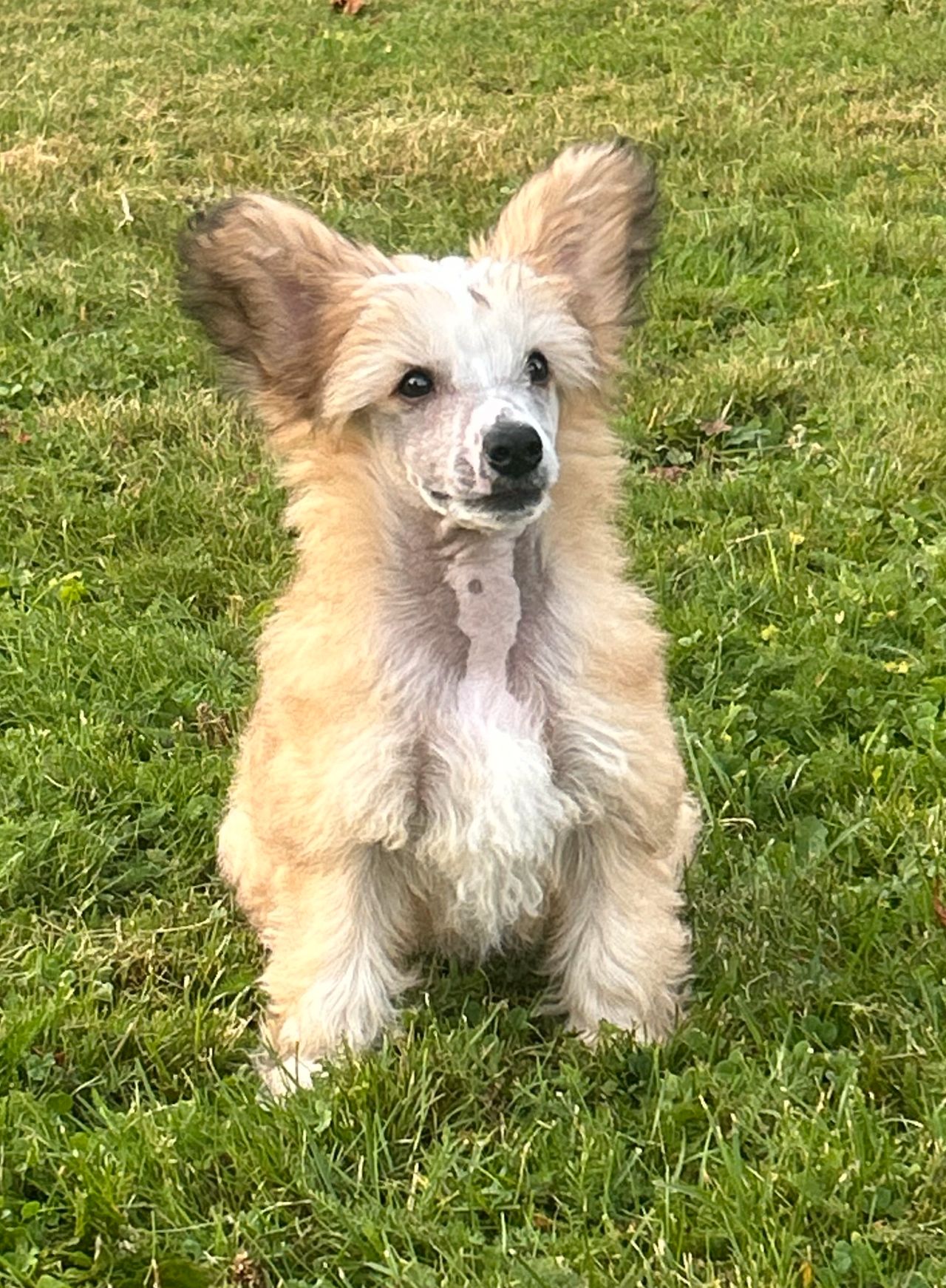 Chinese crested powderpuff
