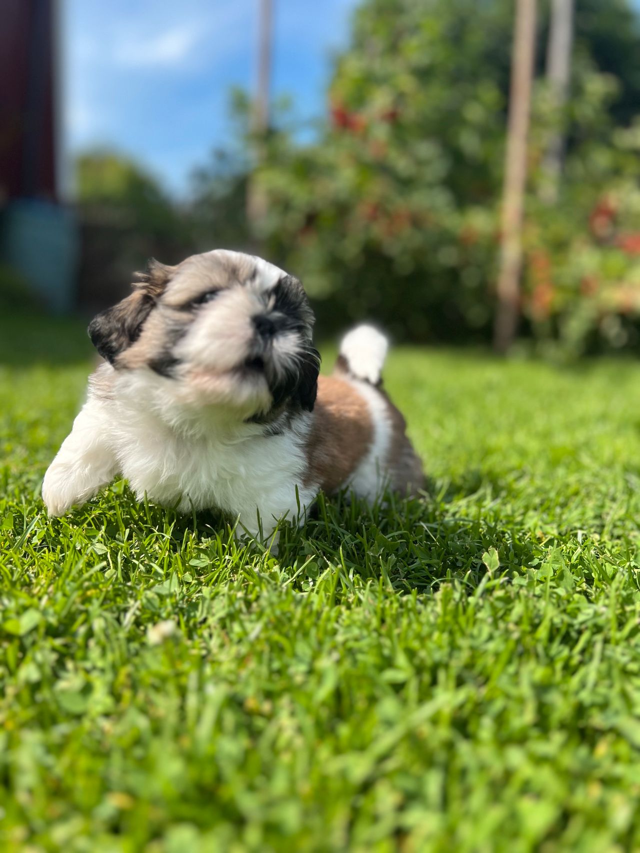 Shih tzu