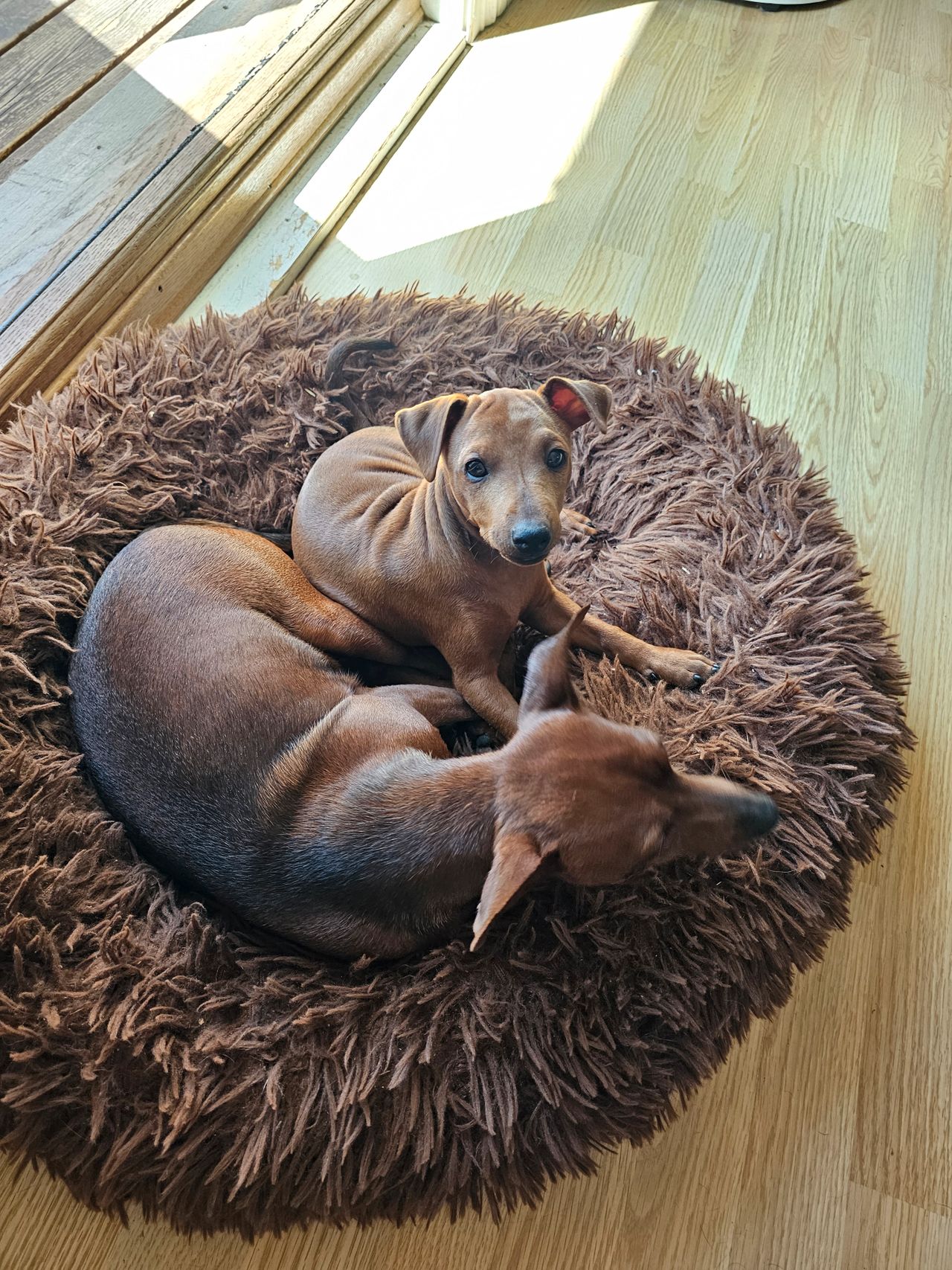 Dvergpinscher