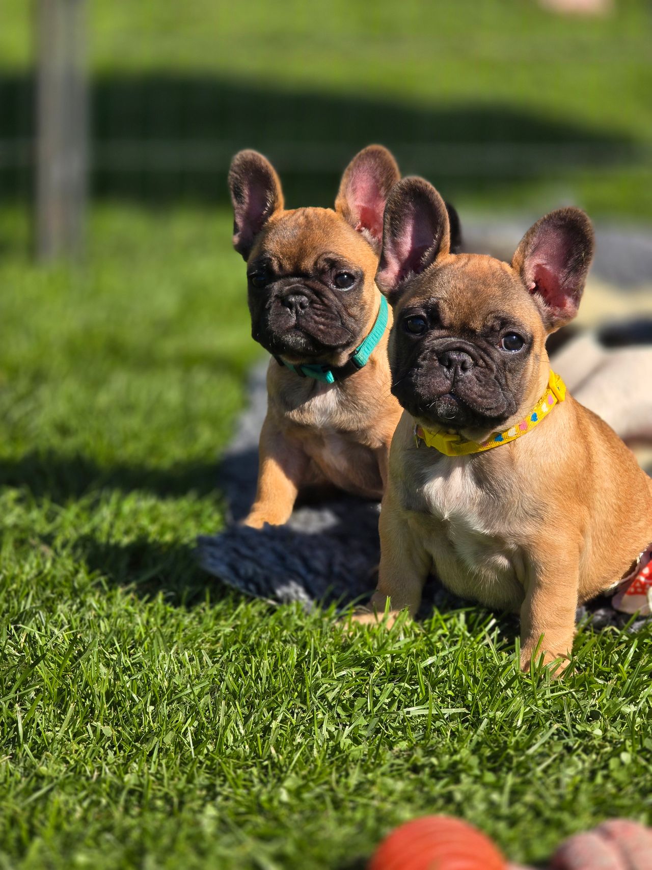 Fransk bulldog