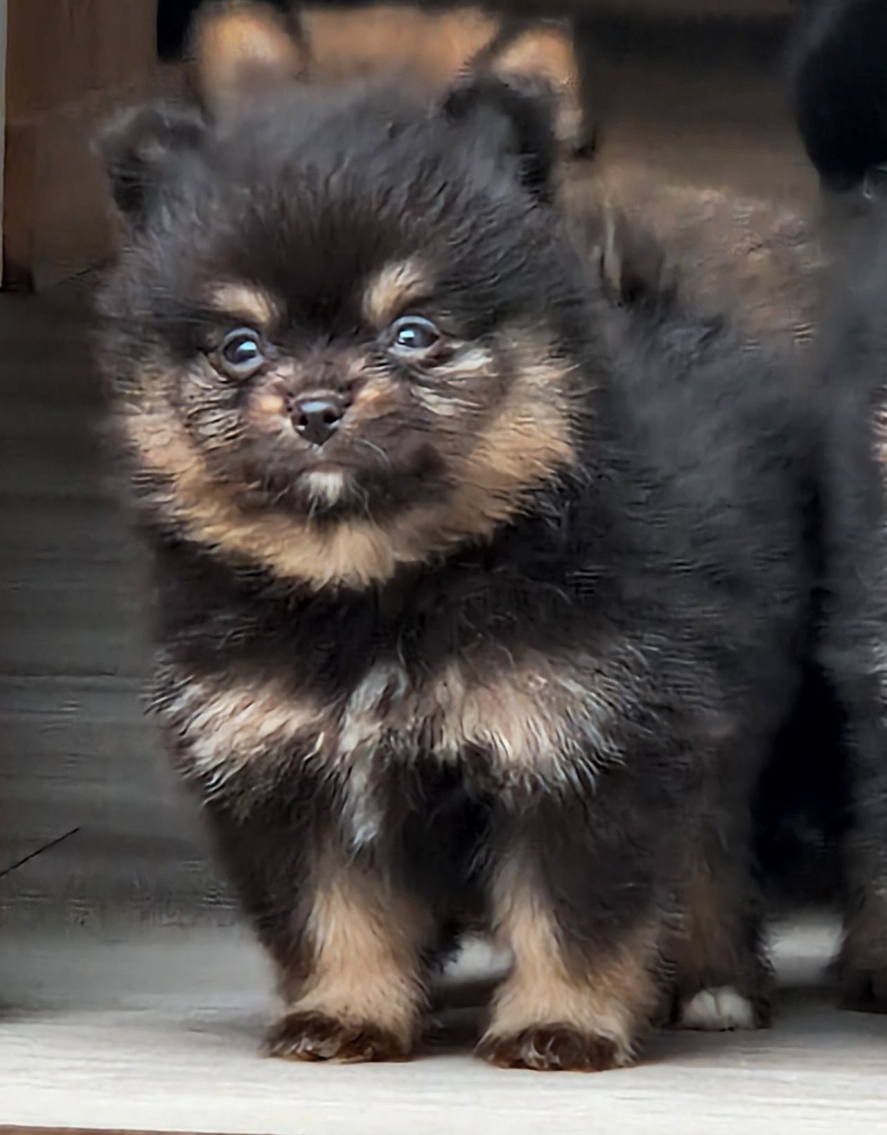 Pomeranian