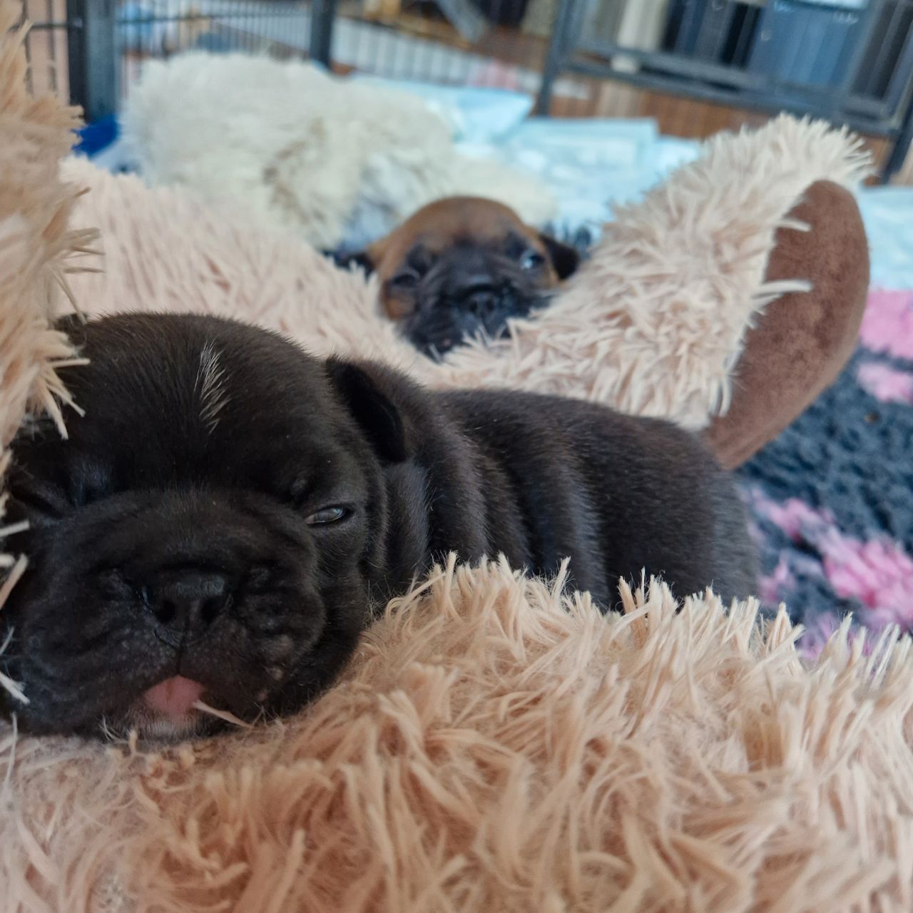 Fransk bulldog