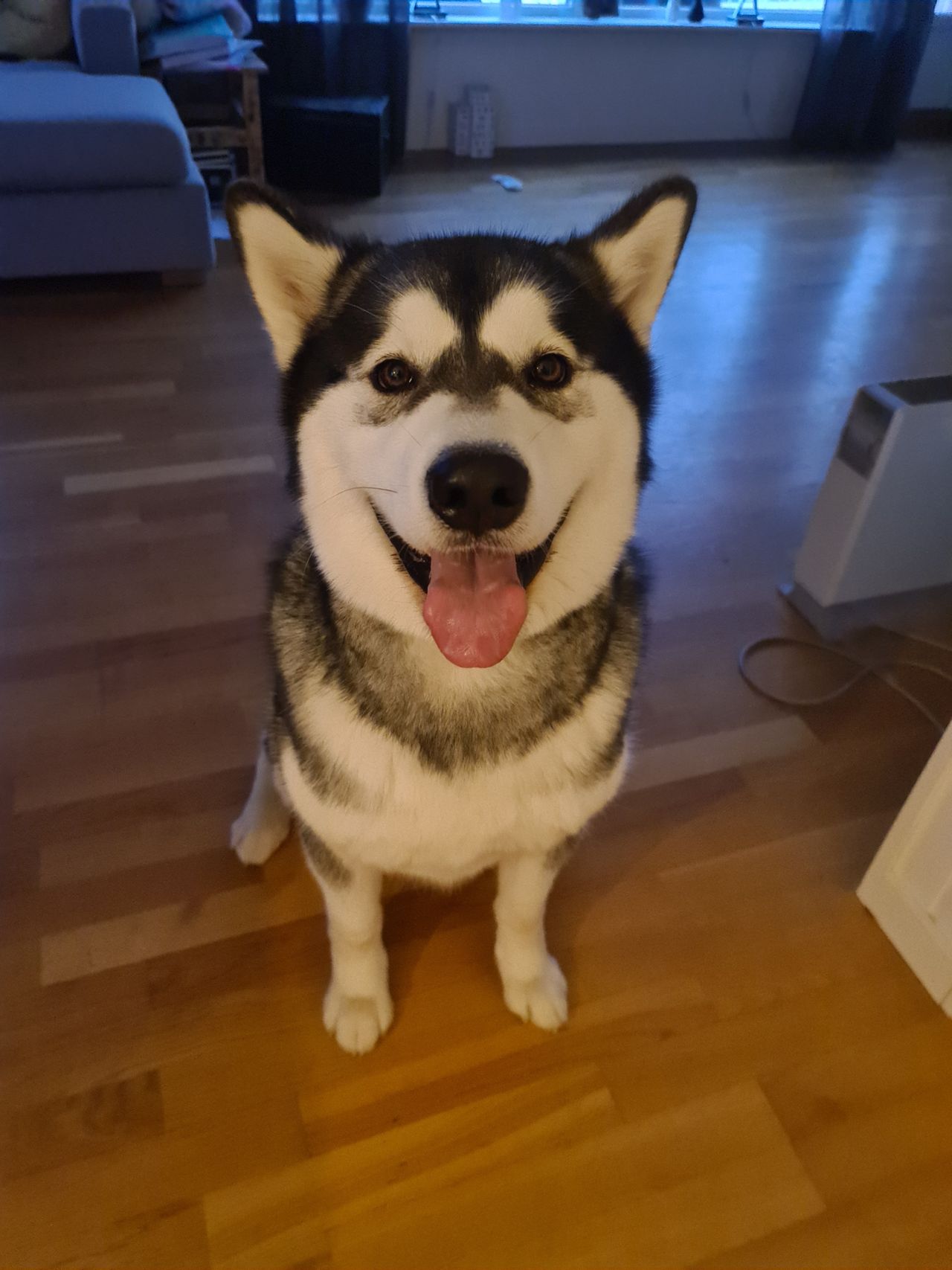 Alaskan malamute