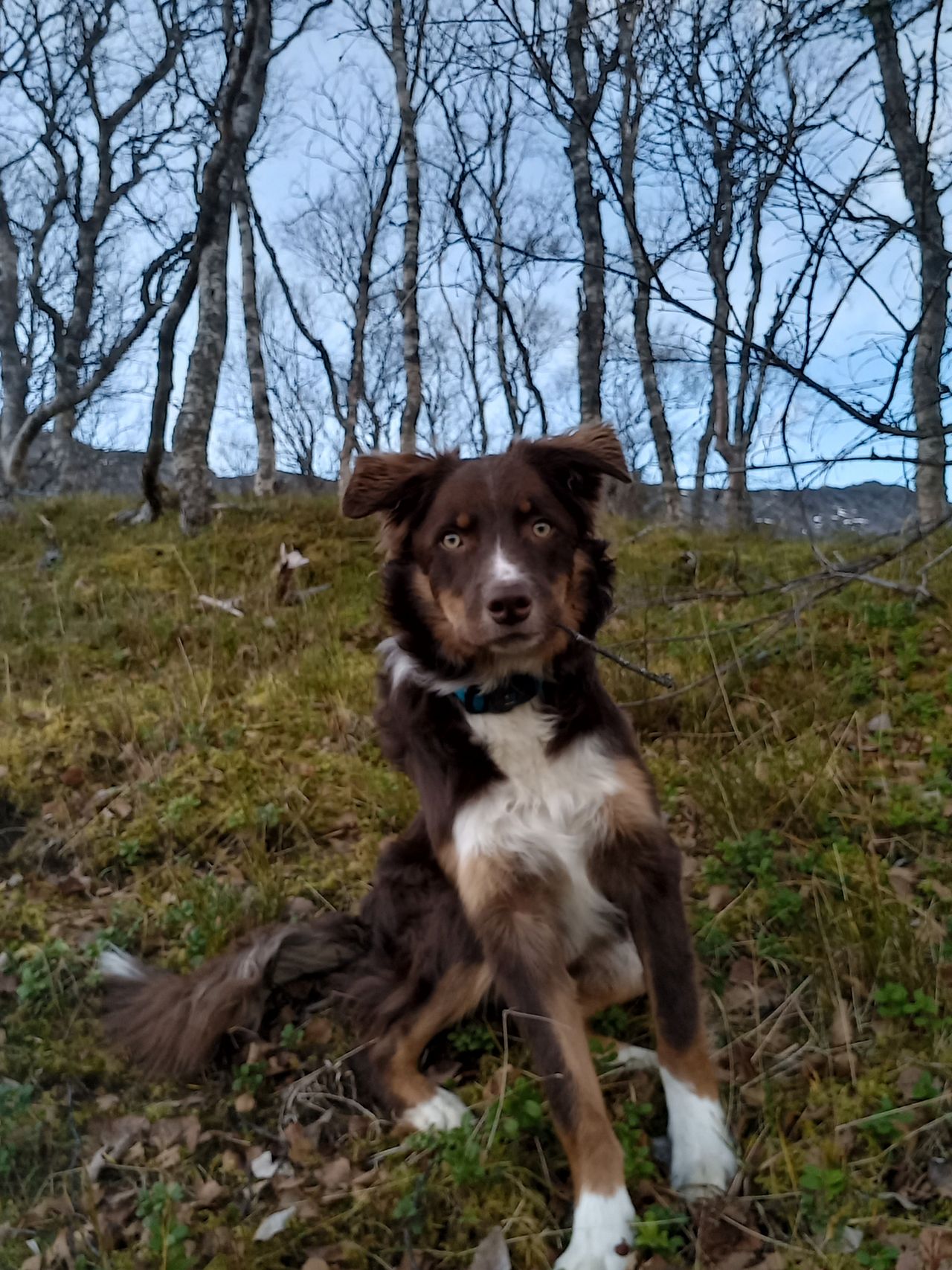 Border collie