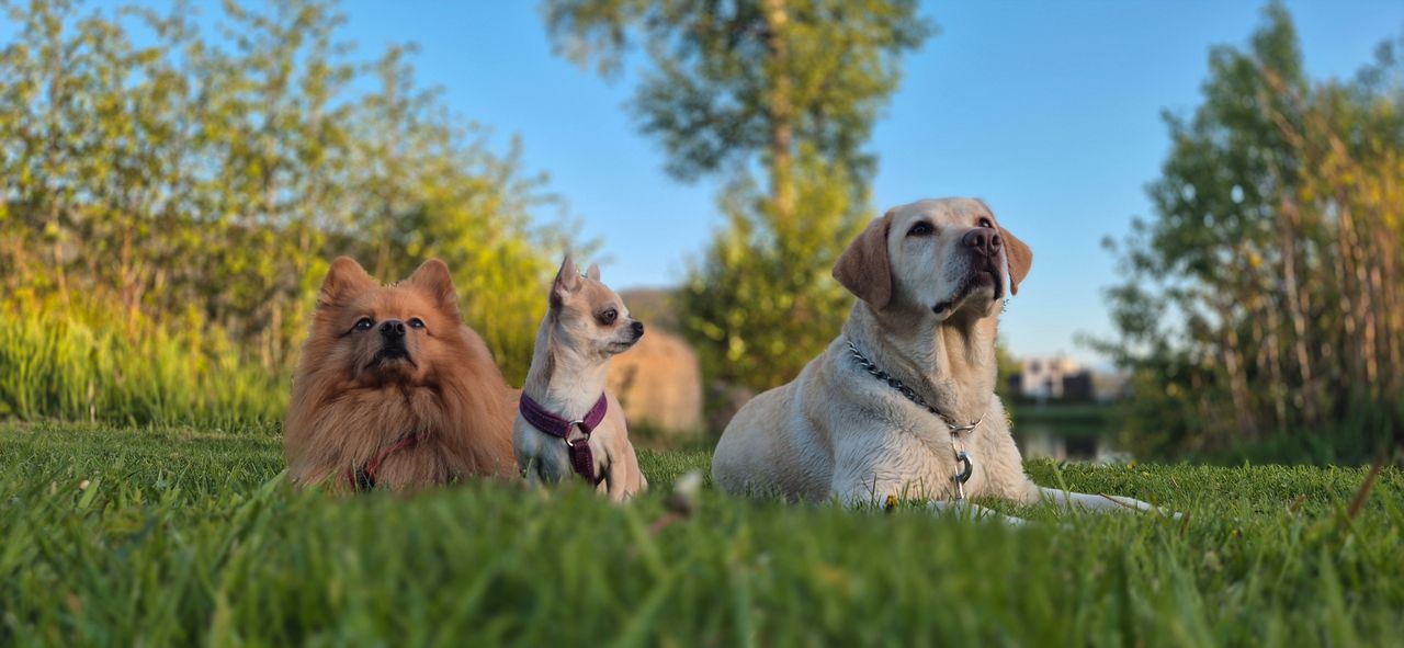 Labrador retriever