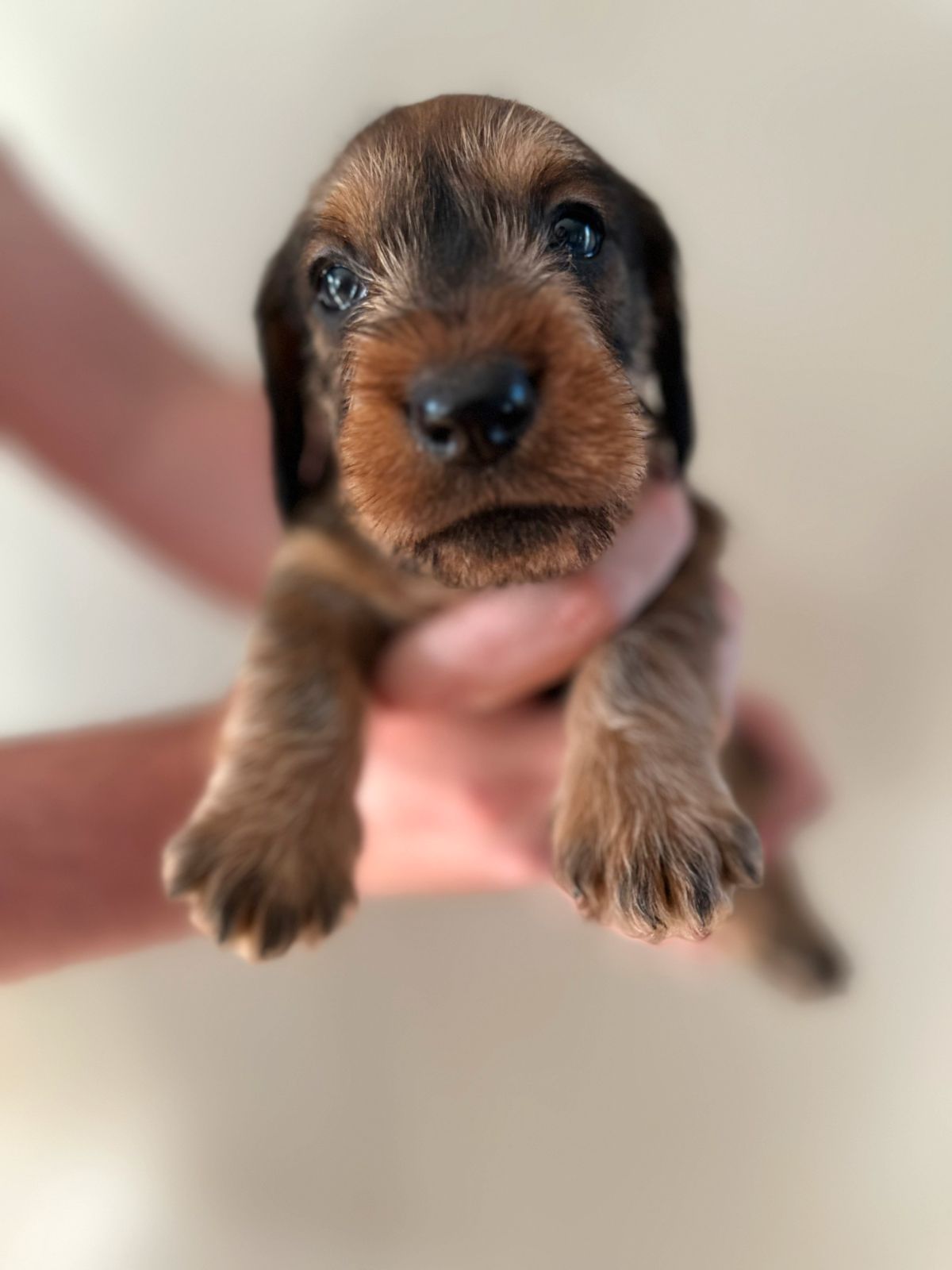 Dachshund strihåret