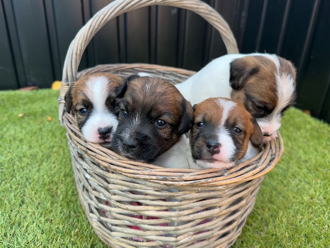 Jack russell terrier