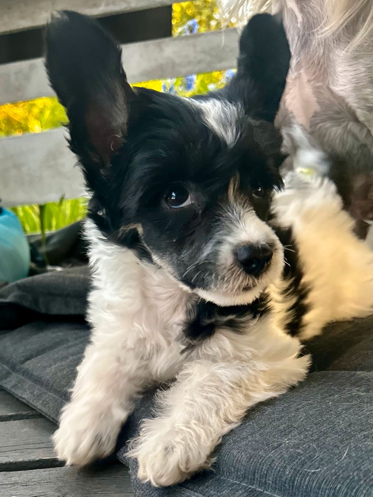 Chinese crested powderpuff