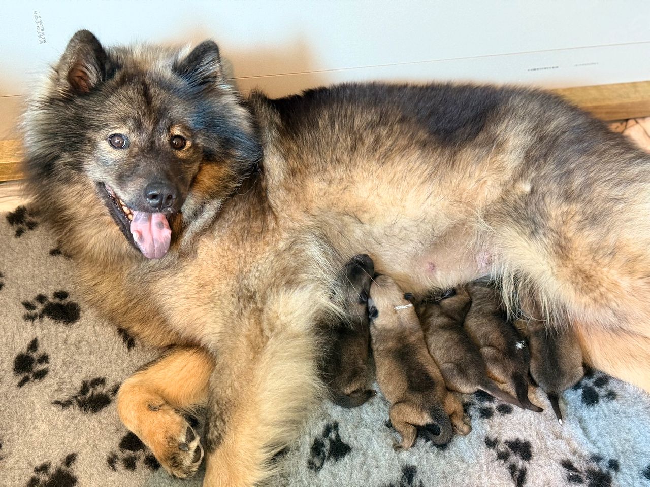 Eurasier