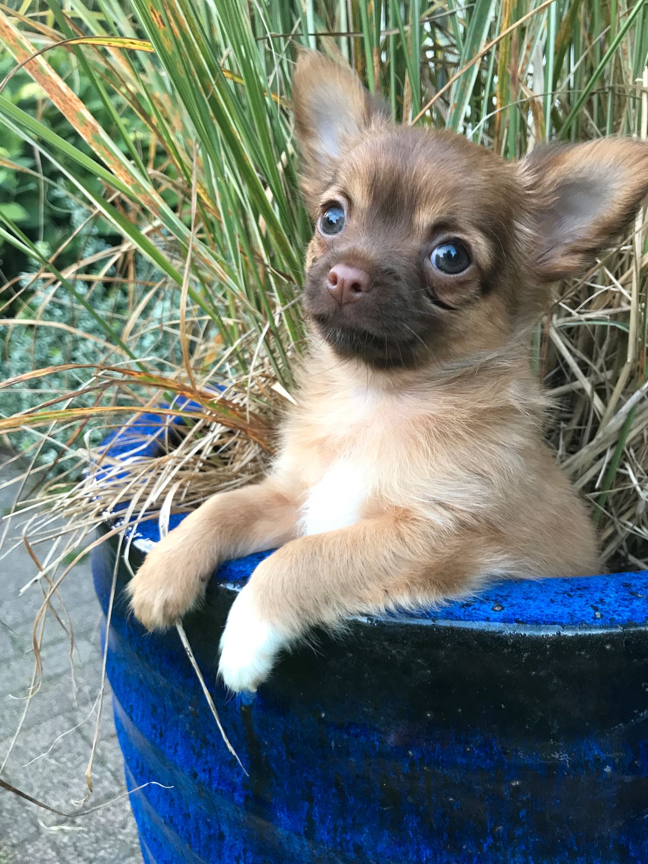 Chihuahua langhåret