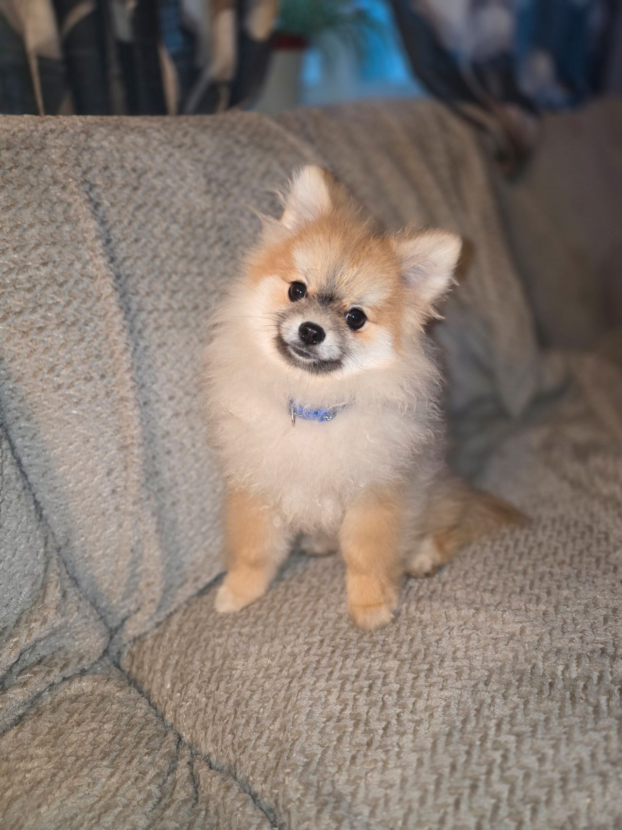 Pomeranian