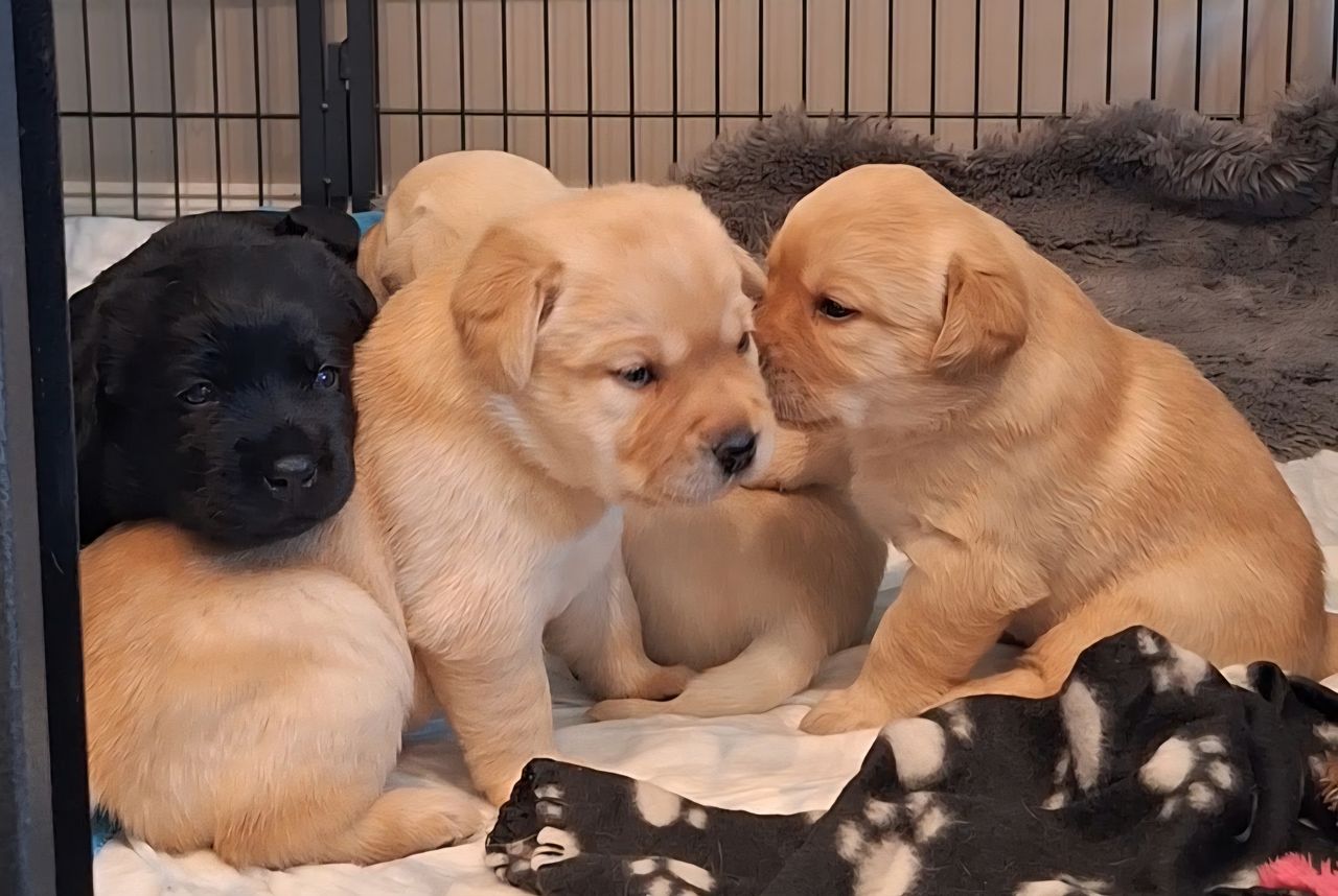 Labrador retriever