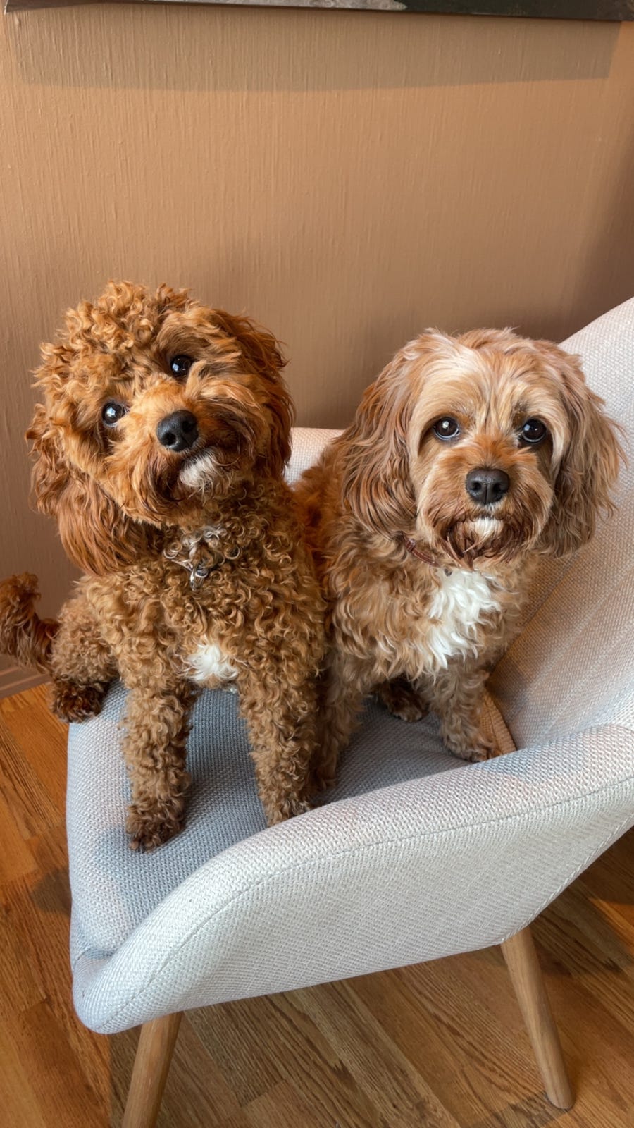 Cavapoo valper | FINN-torget