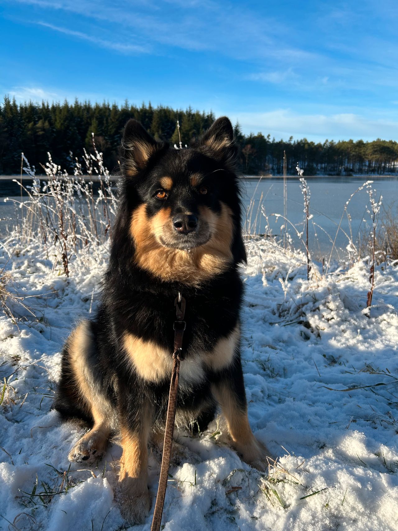 Finsk lapphund