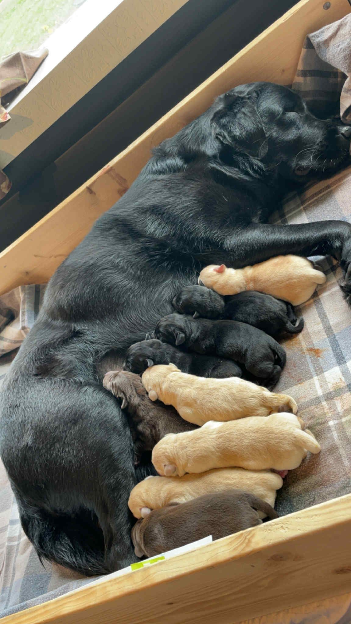 Labrador retriever