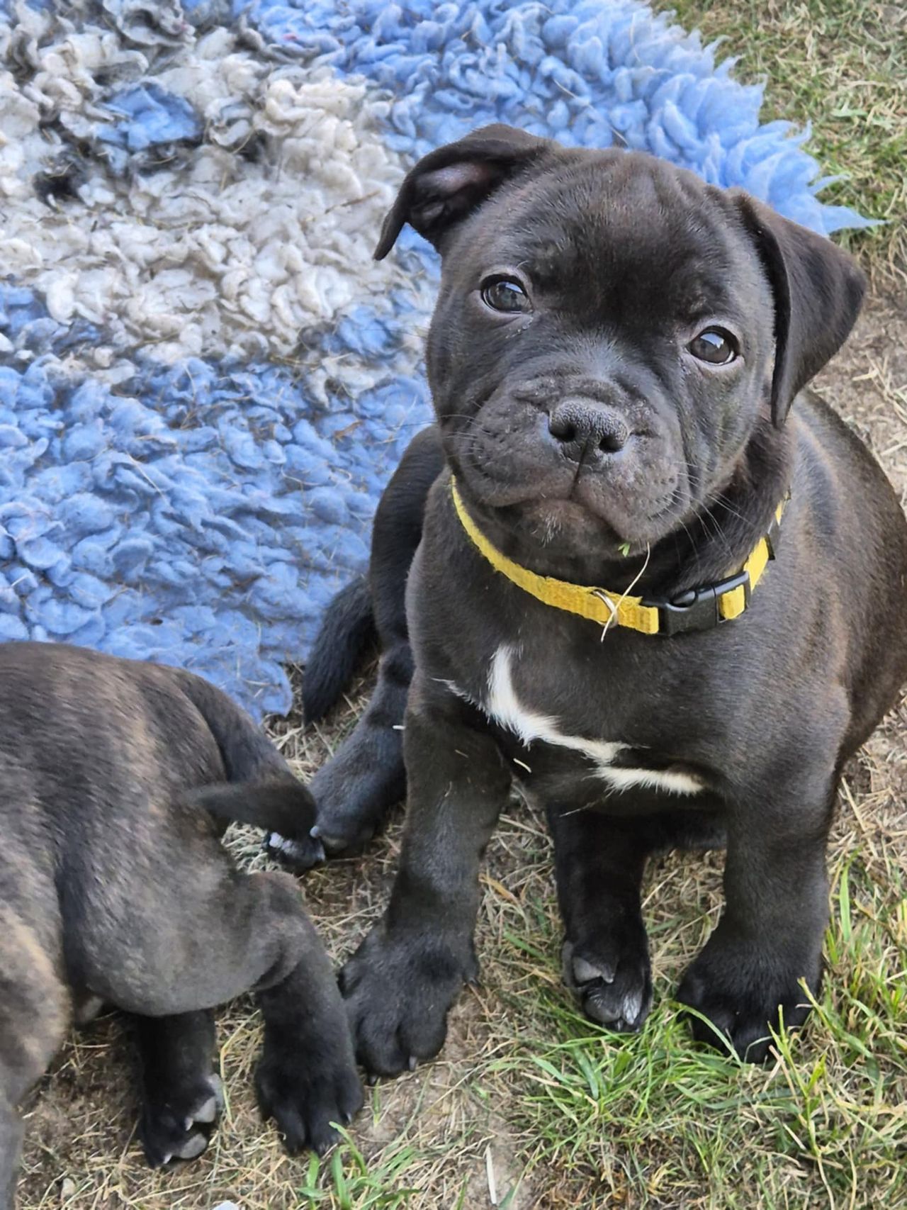 Staffordshire bull terrier
