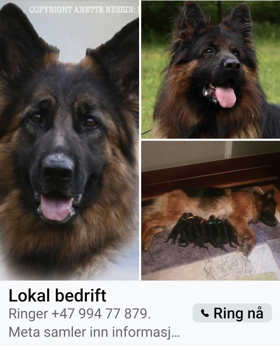 Schäferhund langhår