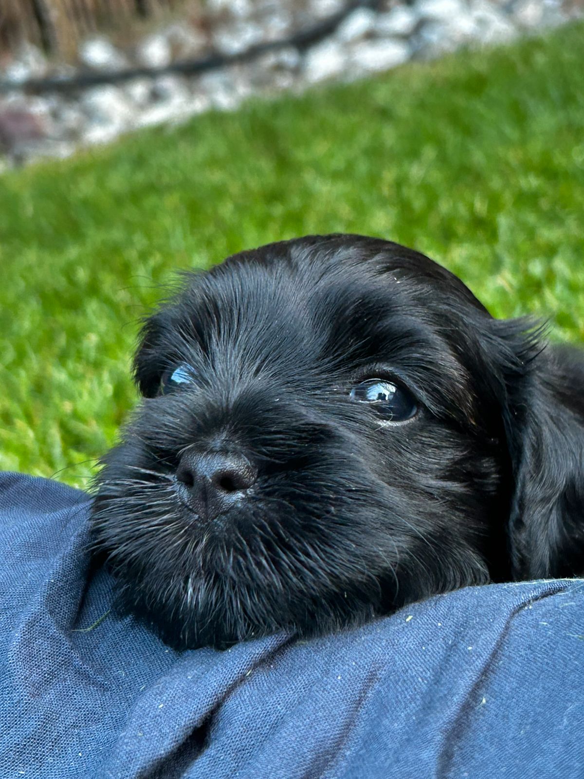 Bichon havanais