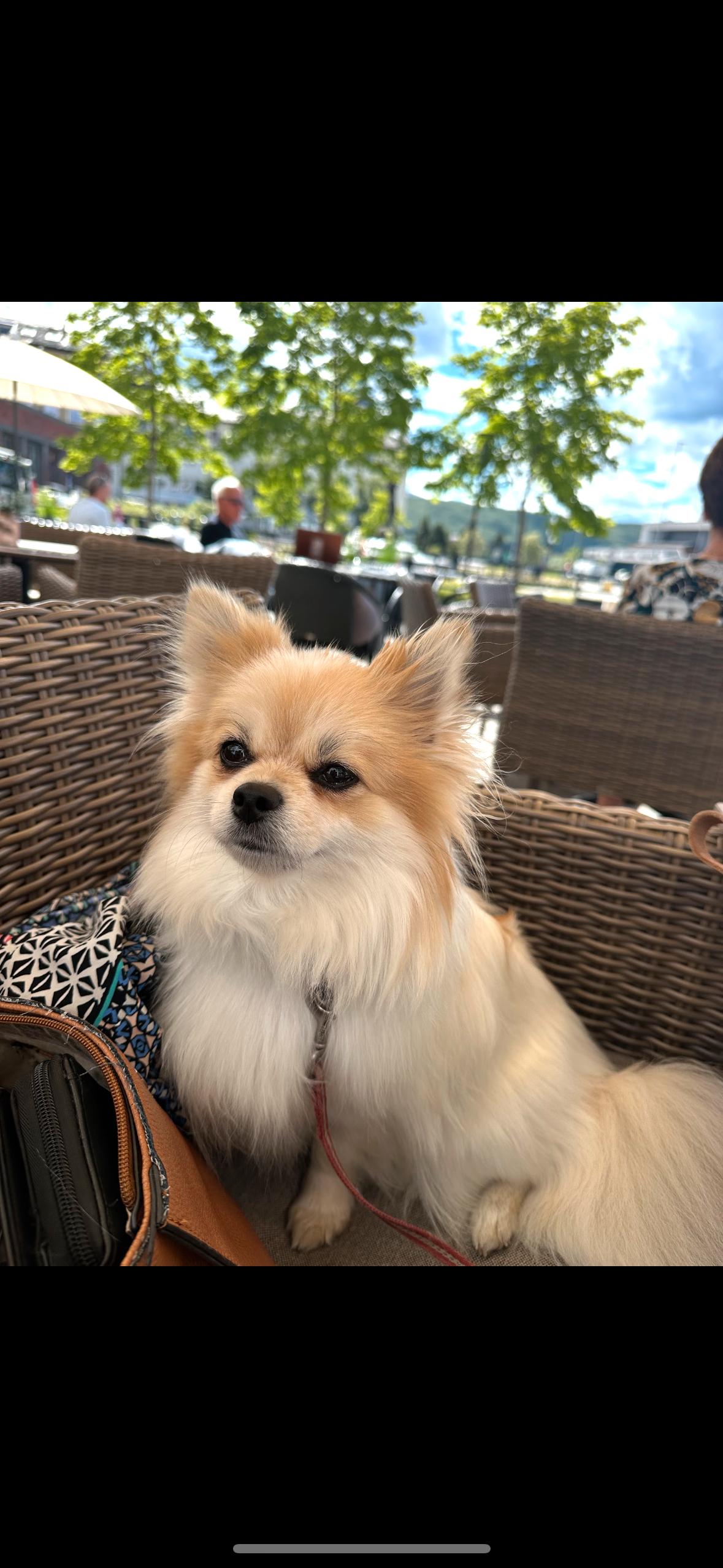 Pomeranian