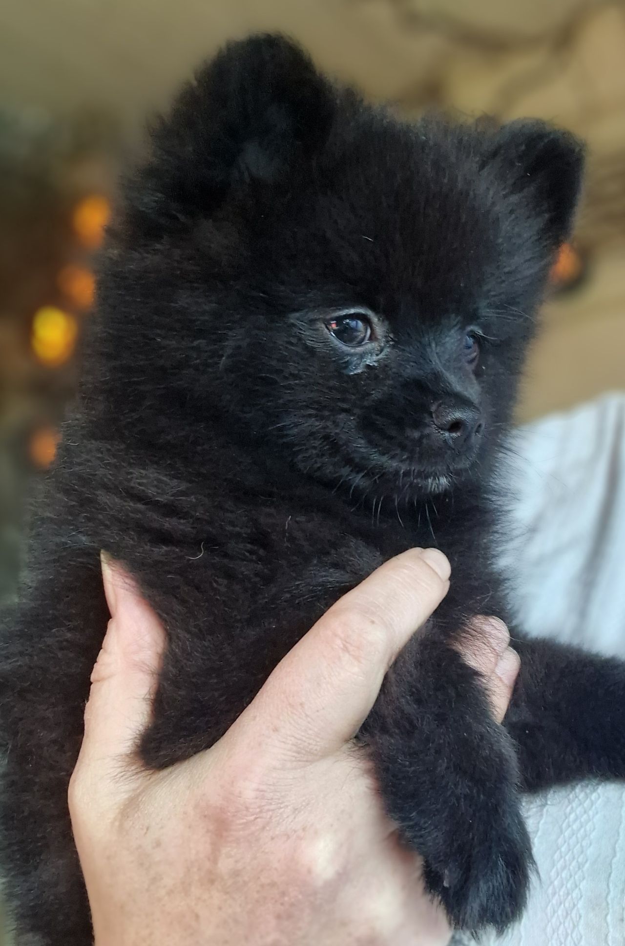 Pomeranian