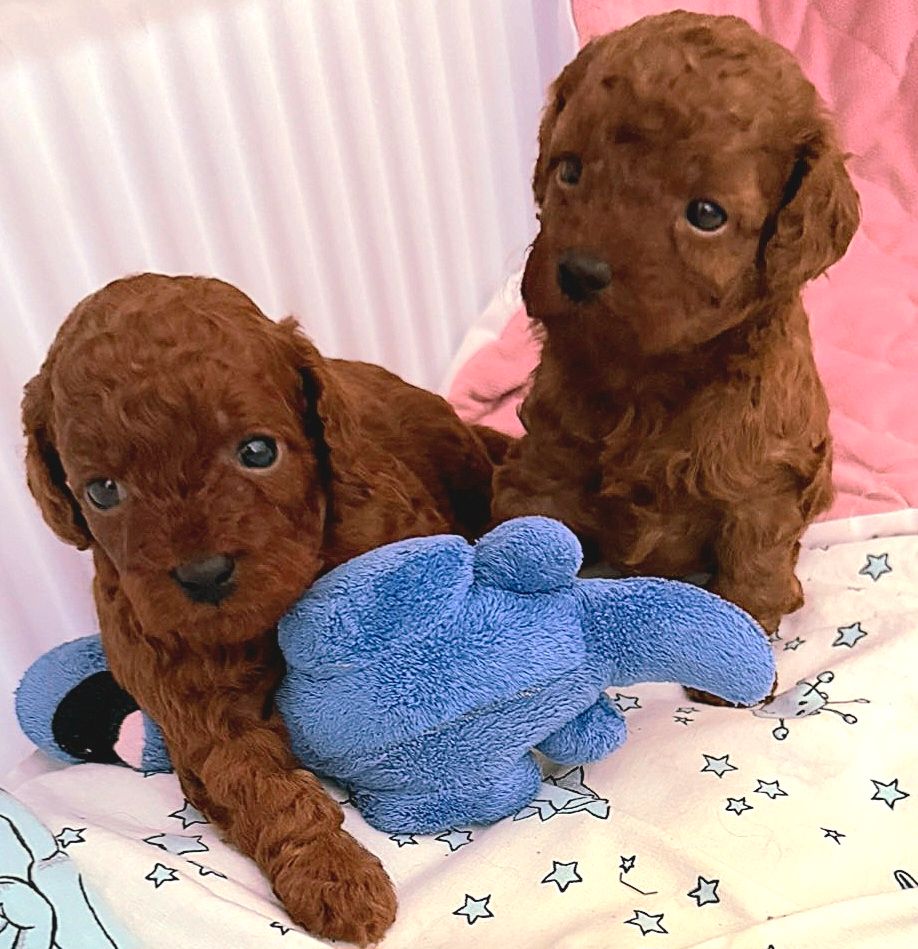 Toy puddel