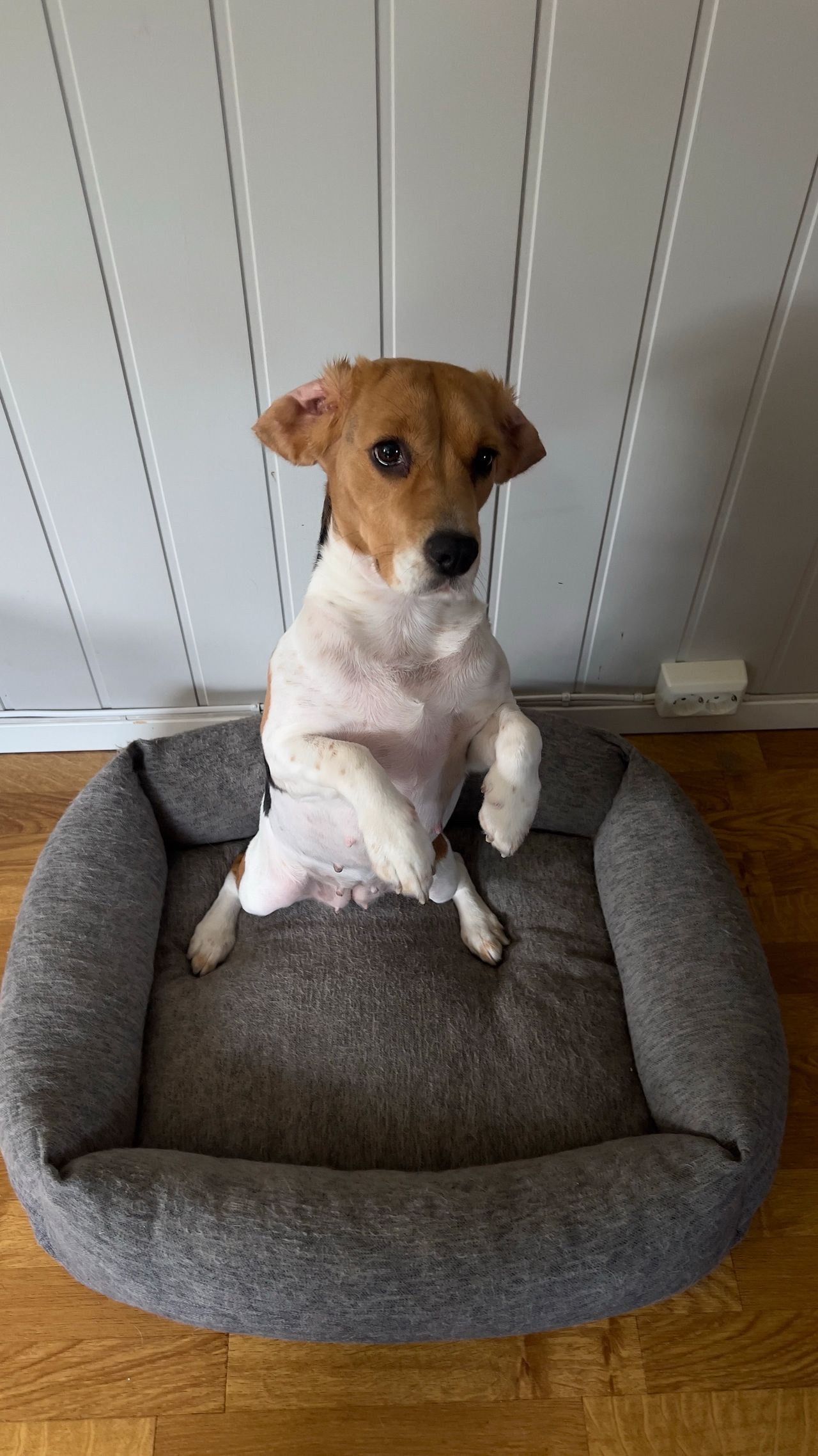 Beagle