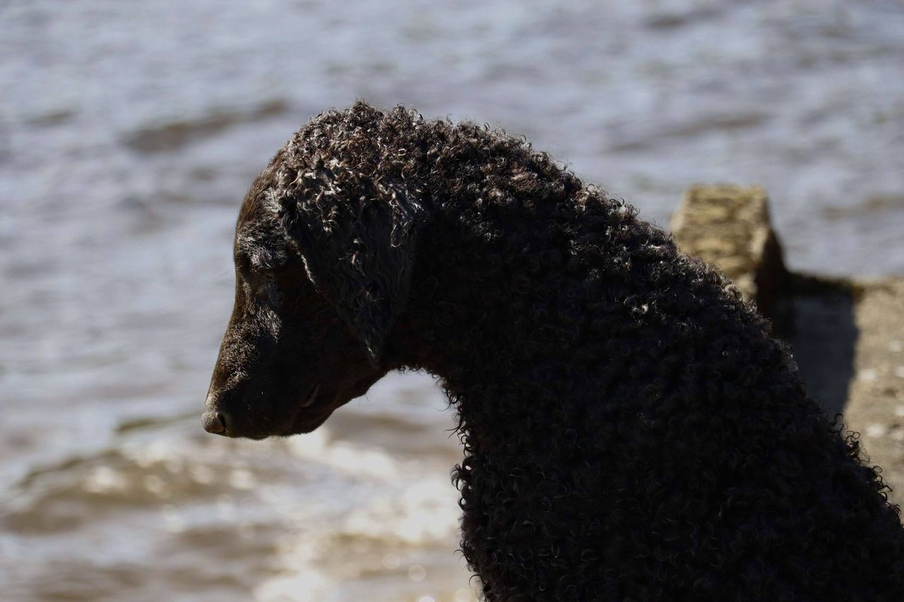 Curly coated retriever