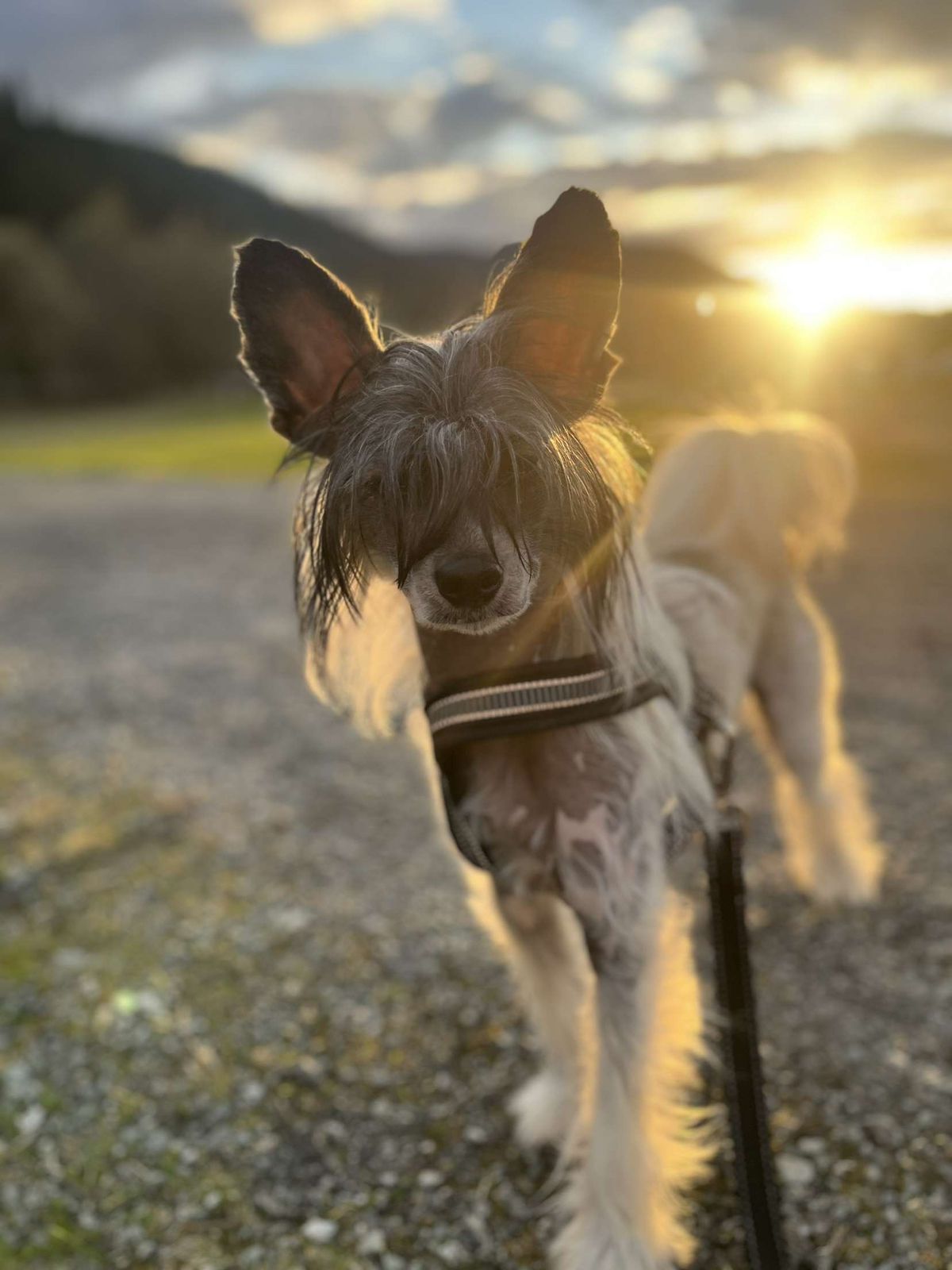 Chinese crested powderpuff