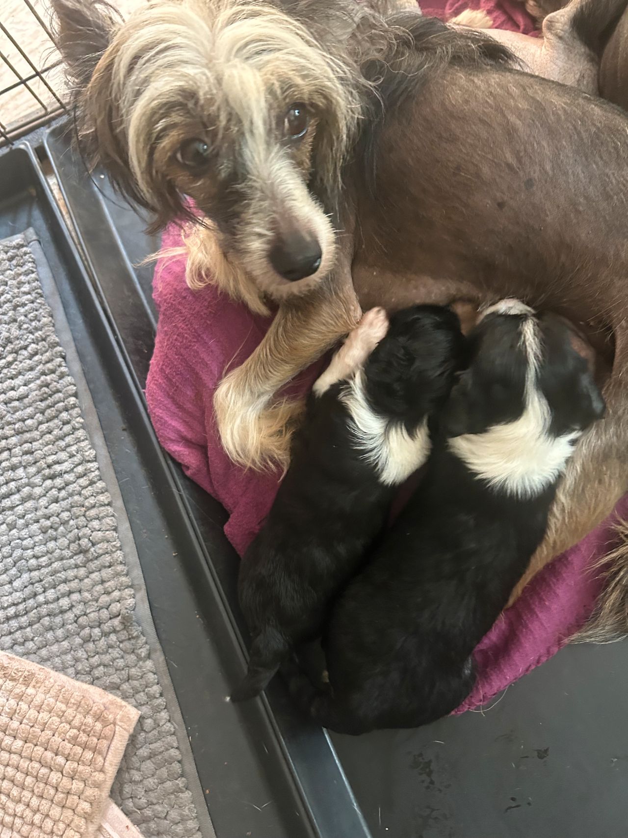 Chinese crested