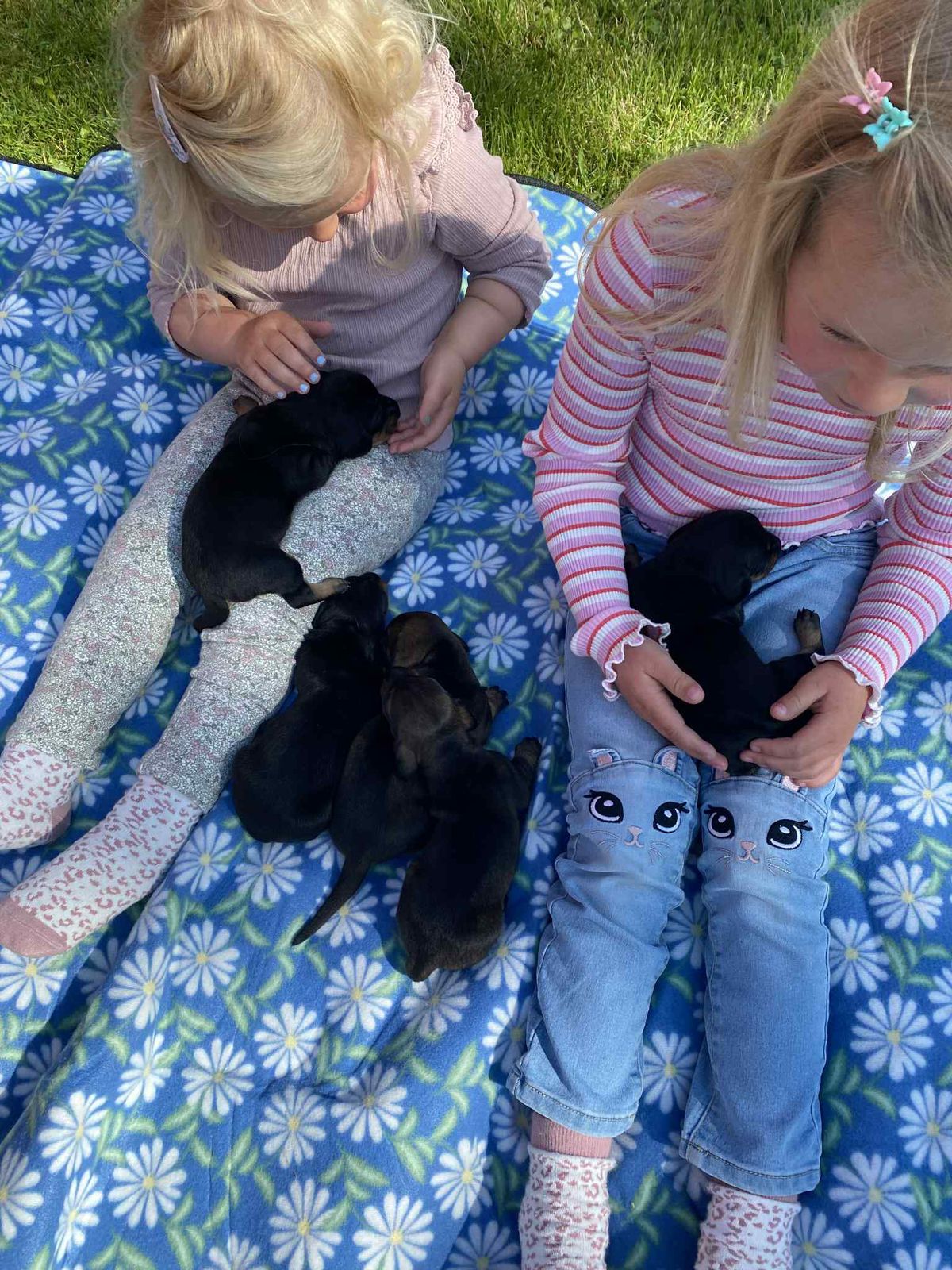 Dvergdachshund korthåret