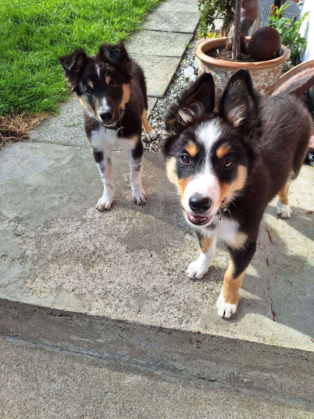 Border collie