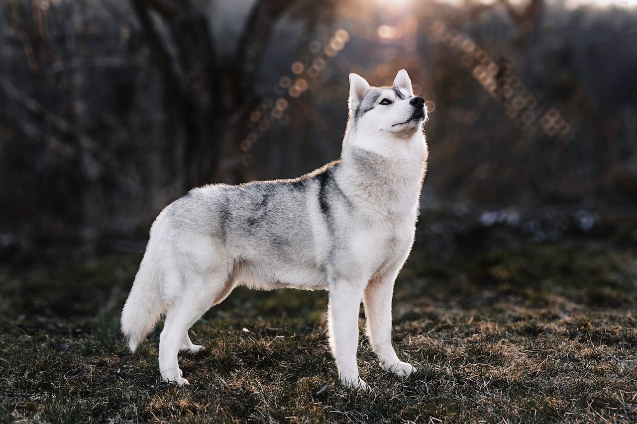 Siberian husky