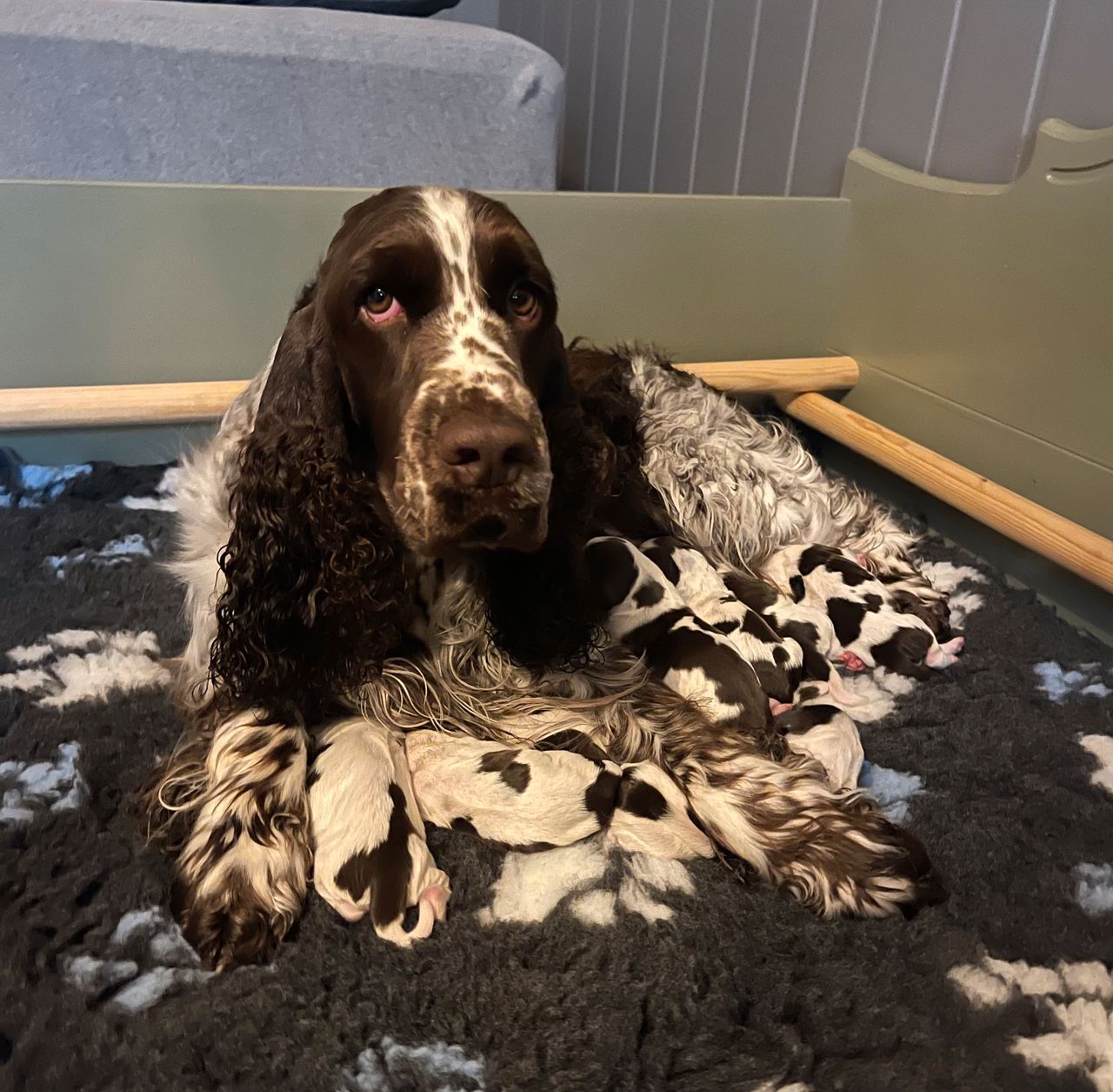 Engelsk springer spaniel