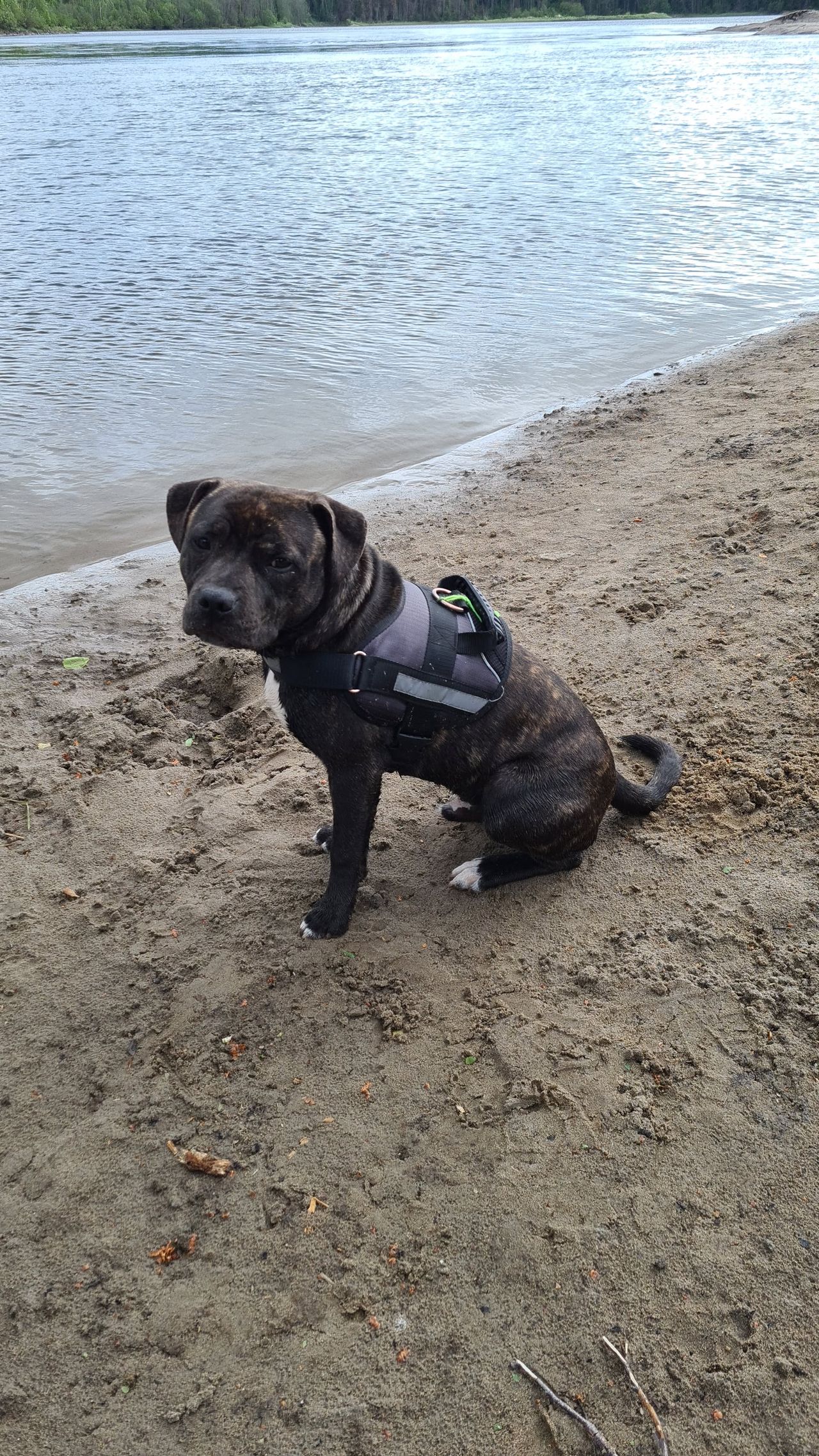Staffordshire bull terrier
